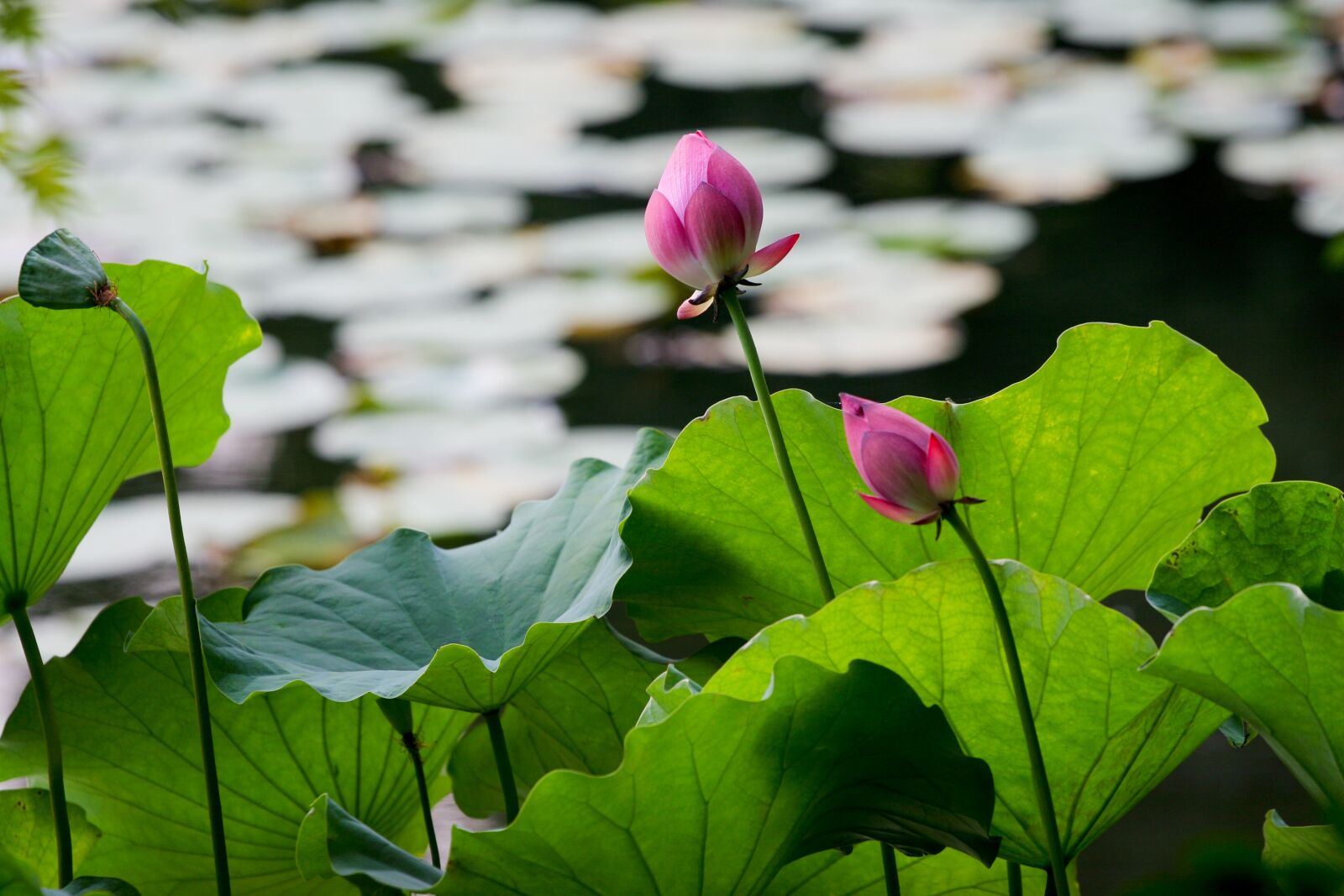 Canon EOS 20D sample photo. Water lily, zen, garden photography