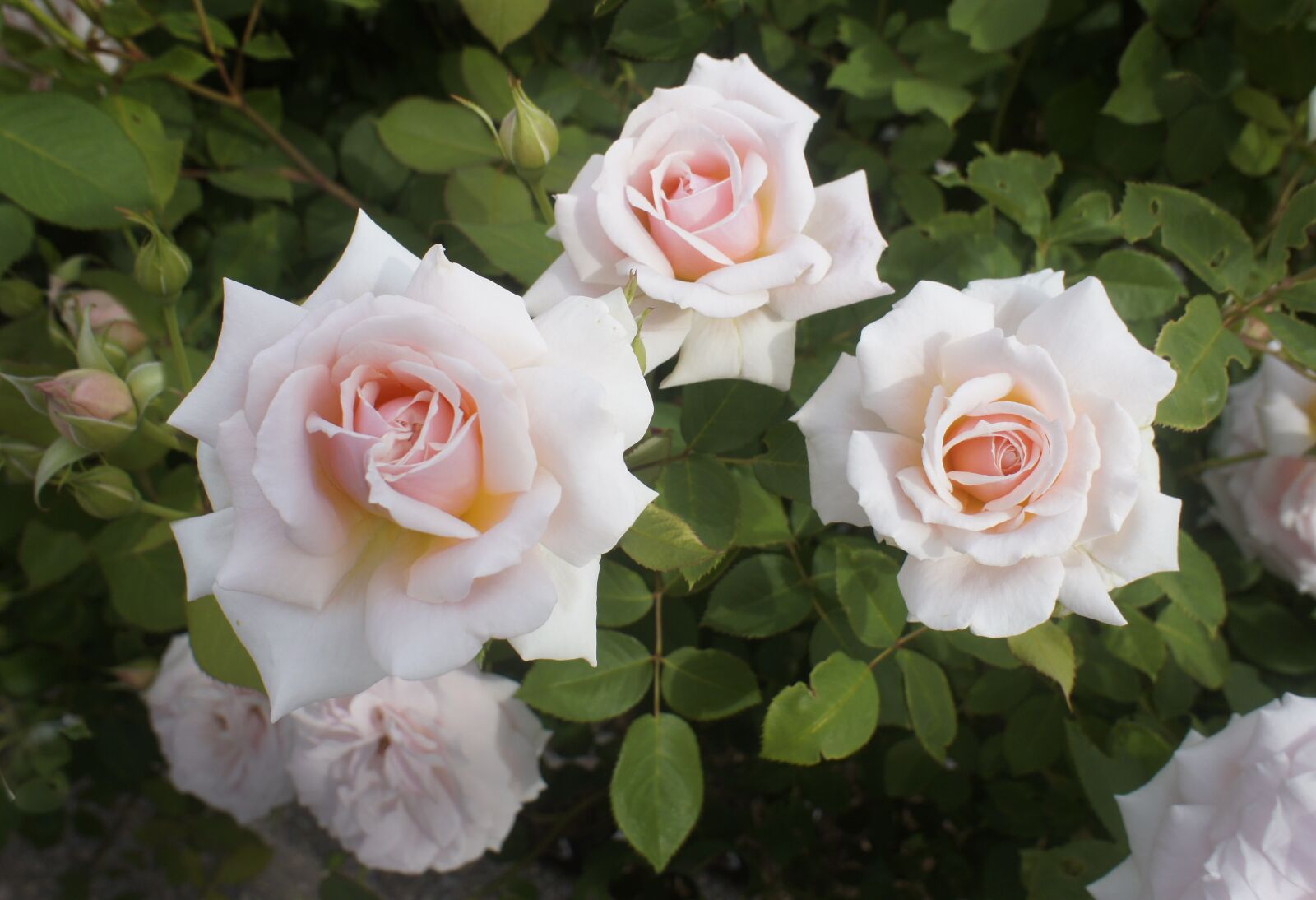 Sony Alpha NEX-5 + Sony E 16mm F2.8 sample photo. Flowers, roses, blossom photography