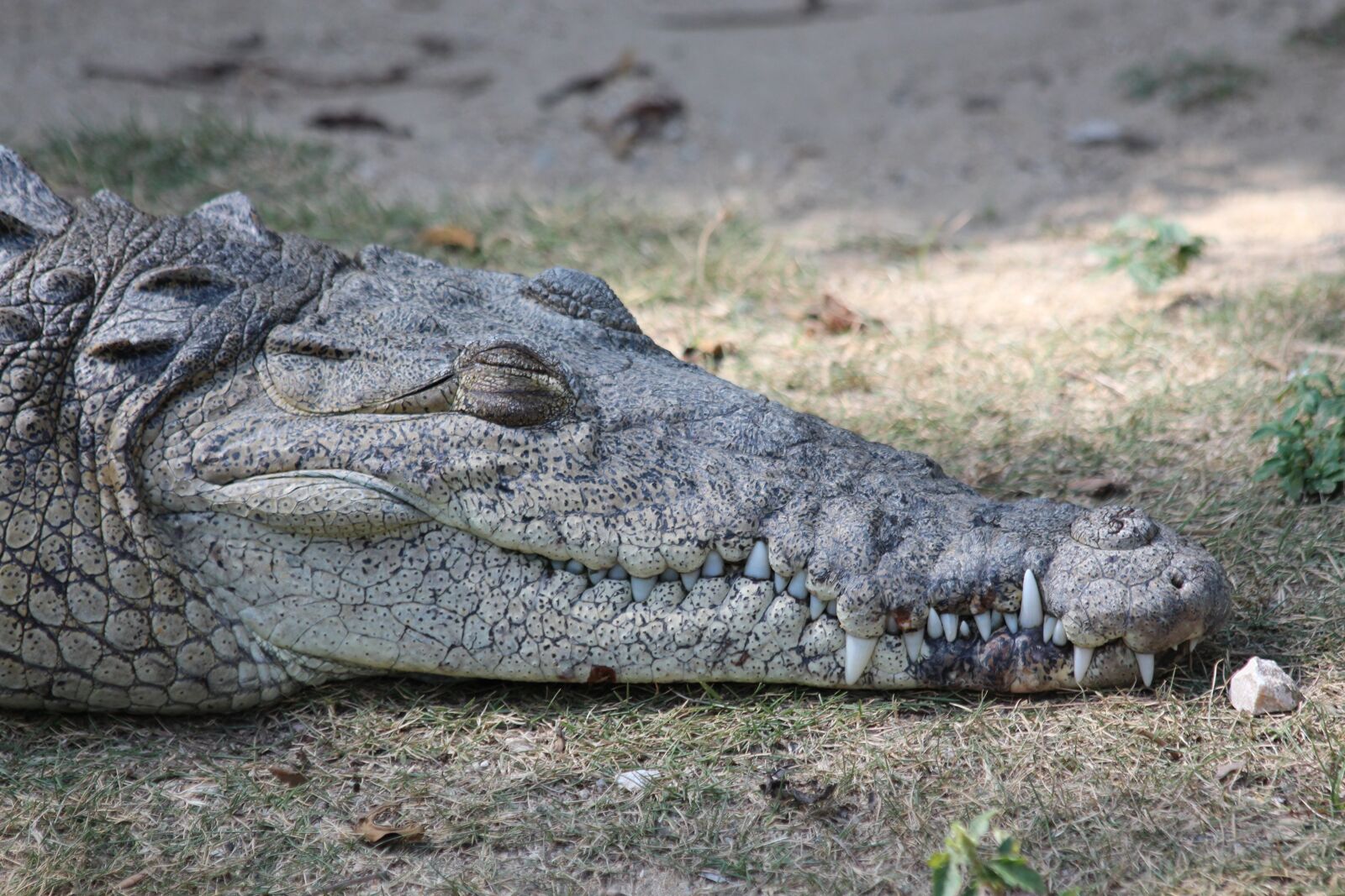Canon EOS 650D (EOS Rebel T4i / EOS Kiss X6i) sample photo. Crocodile, ostrorylyj crocodile, crocodylus photography