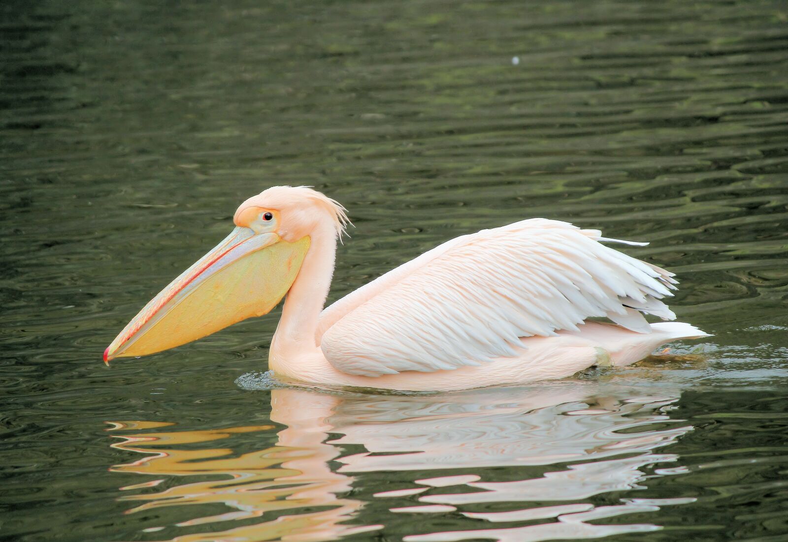 Canon EOS 550D (EOS Rebel T2i / EOS Kiss X4) sample photo. Pelican, pink, bird photography