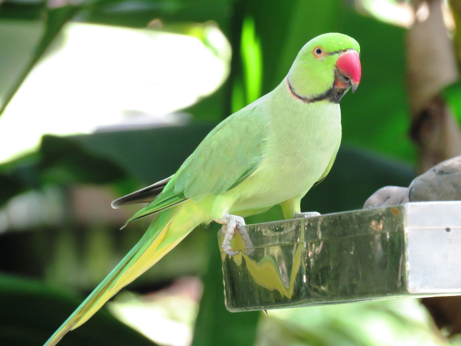 Canon PowerShot SX60 HS sample photo