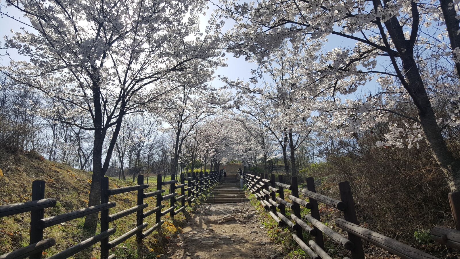 Samsung Galaxy Note5 sample photo. Spring, cherry blossom, flower photography