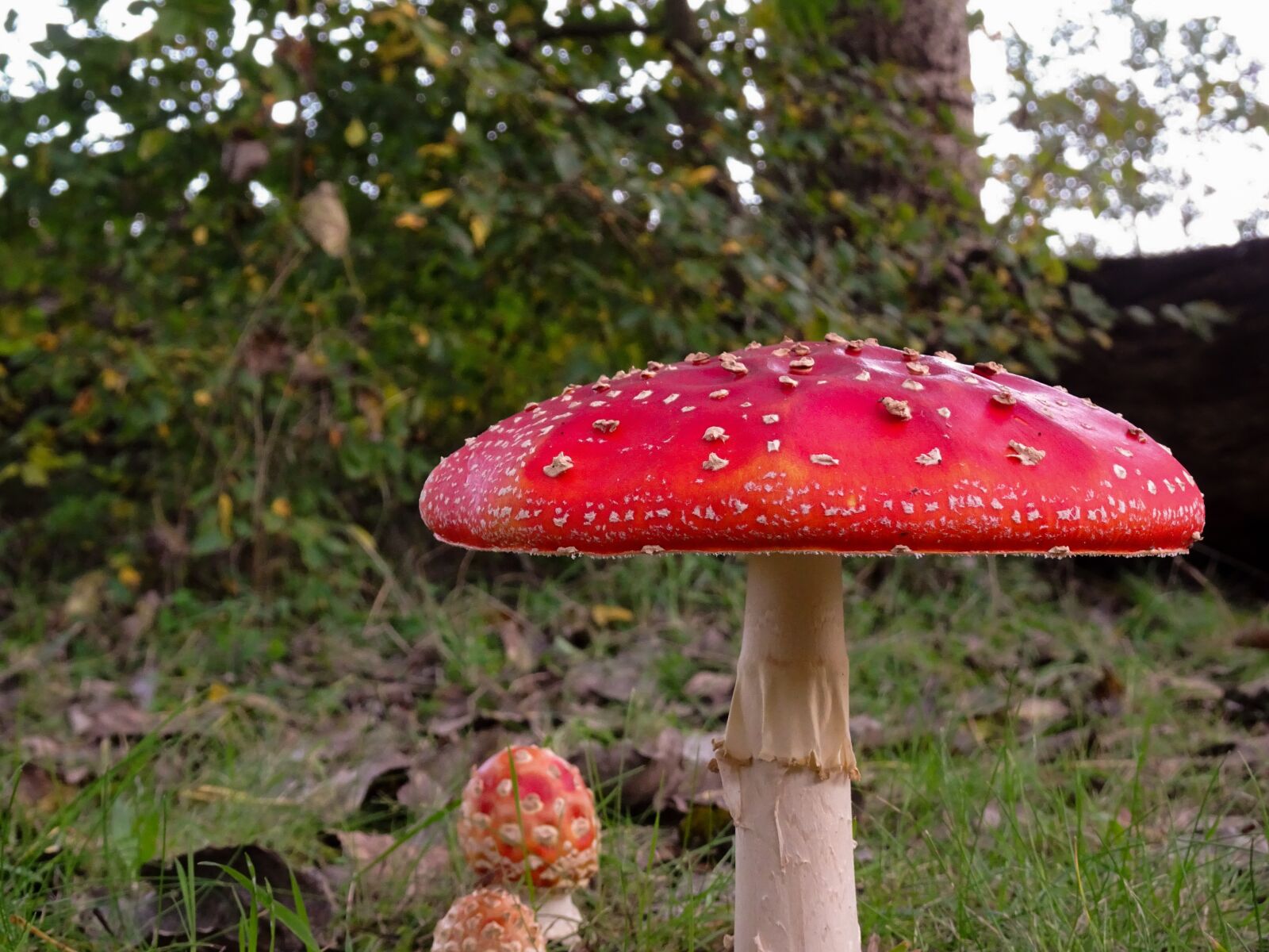 Sony Cyber-shot DSC-HX90V sample photo. Mushroom, toadstool, mushrooms photography