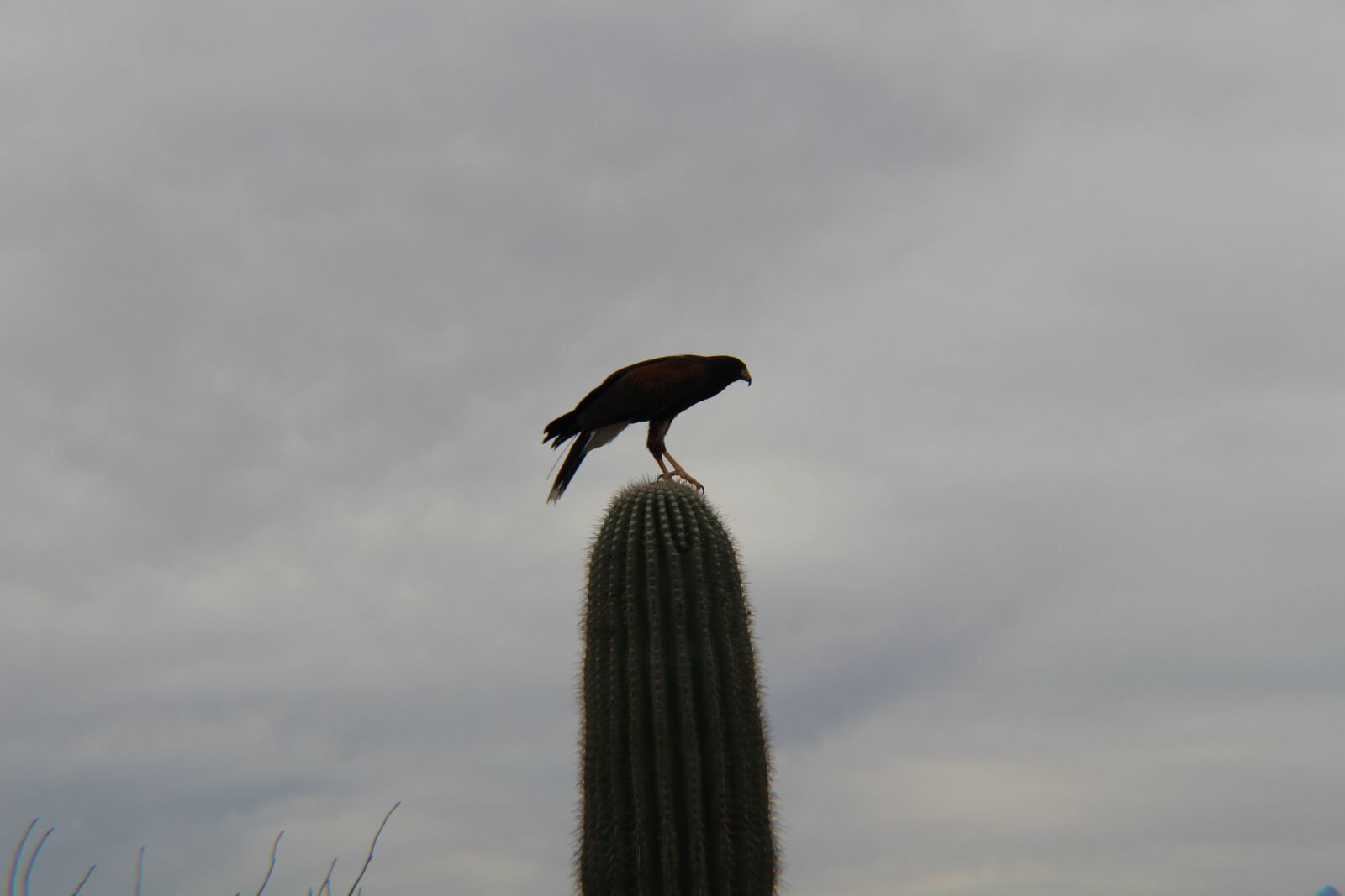Canon EOS 700D (EOS Rebel T5i / EOS Kiss X7i) sample photo. Bird, sky, outdoors photography