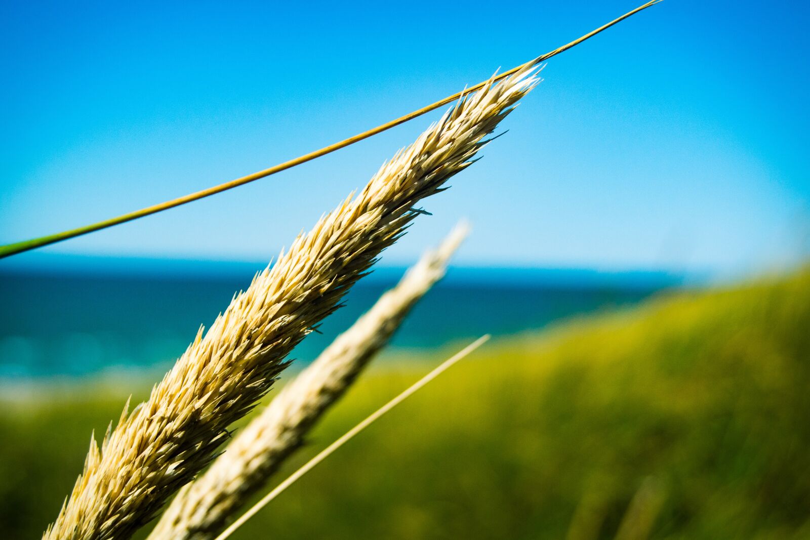 Nikon D3100 sample photo. Sea, reed, water photography