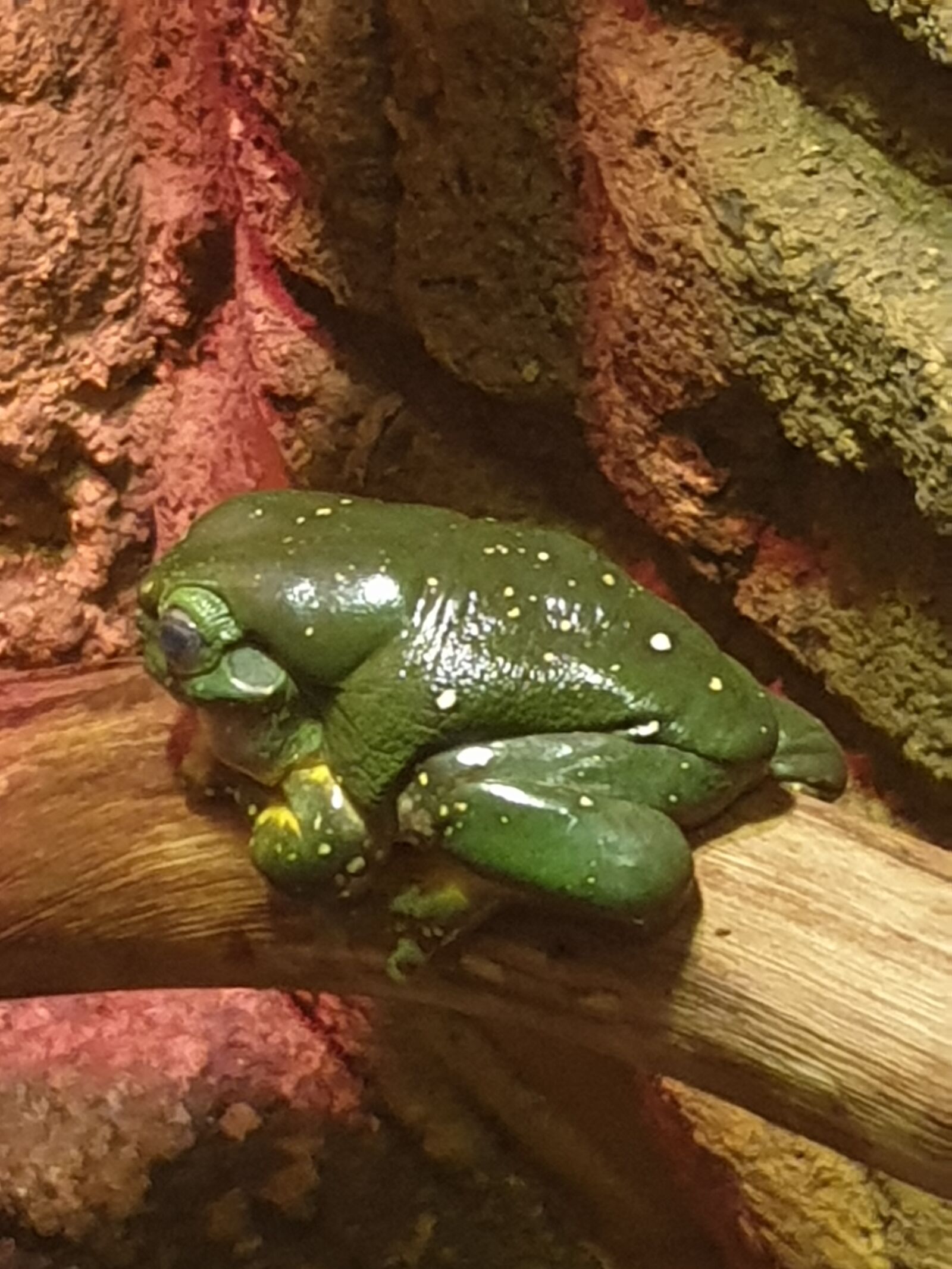 Samsung Galaxy S9+ sample photo. Tree frog, frog, green photography