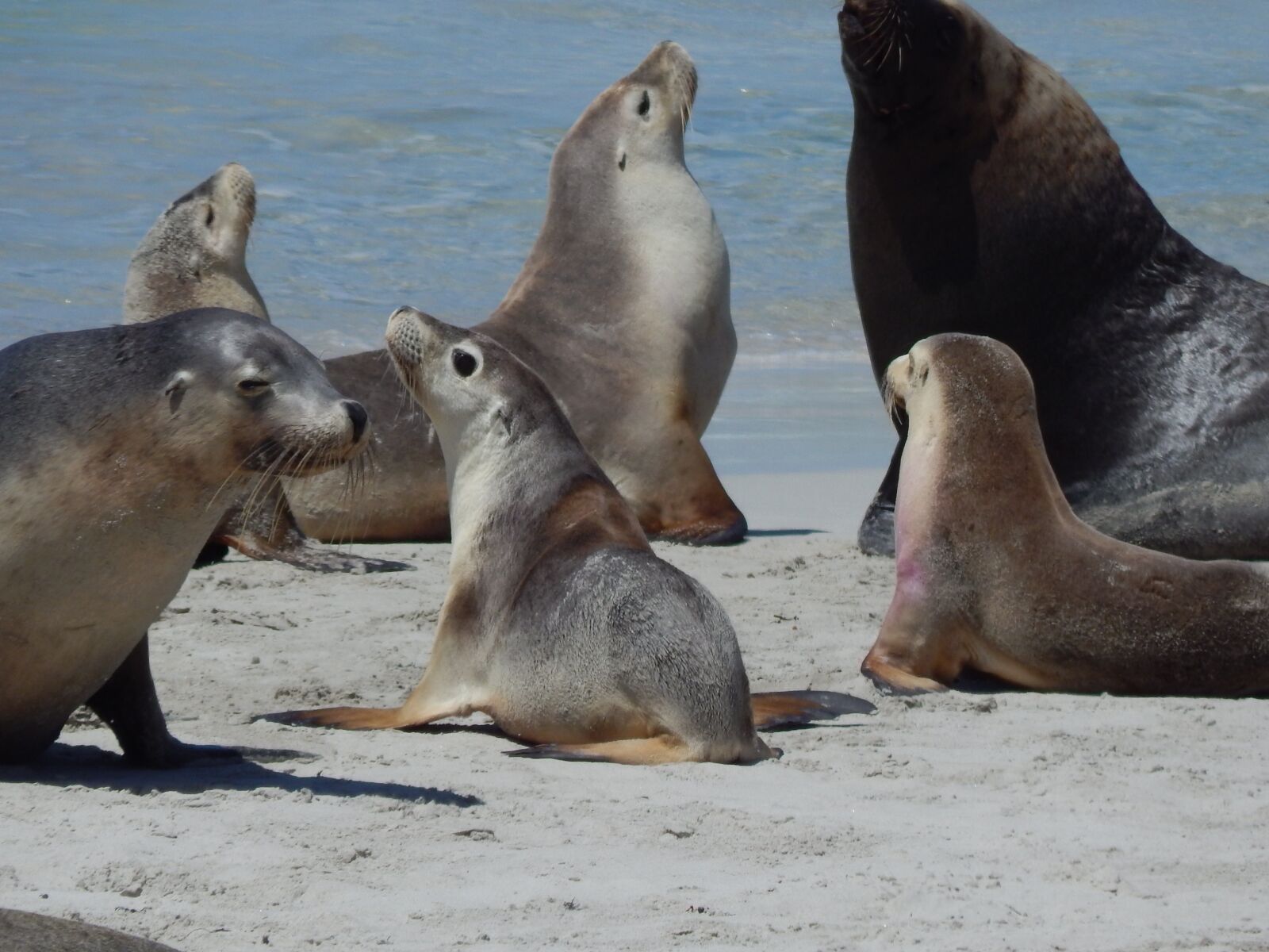 Nikon Coolpix L820 sample photo. Seals, bay, animal photography