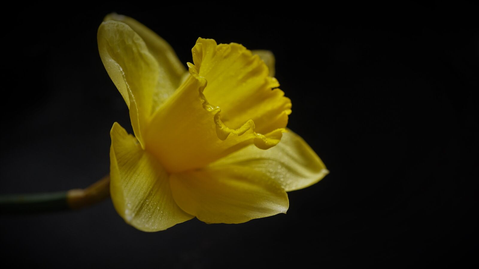 Sony E 30mm F3.5 Macro sample photo. Narcissus, nature, flower photography