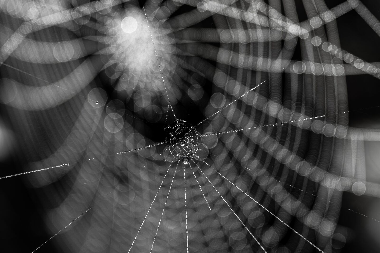 Canon EOS R sample photo. Lines, bokeh, cobweb photography