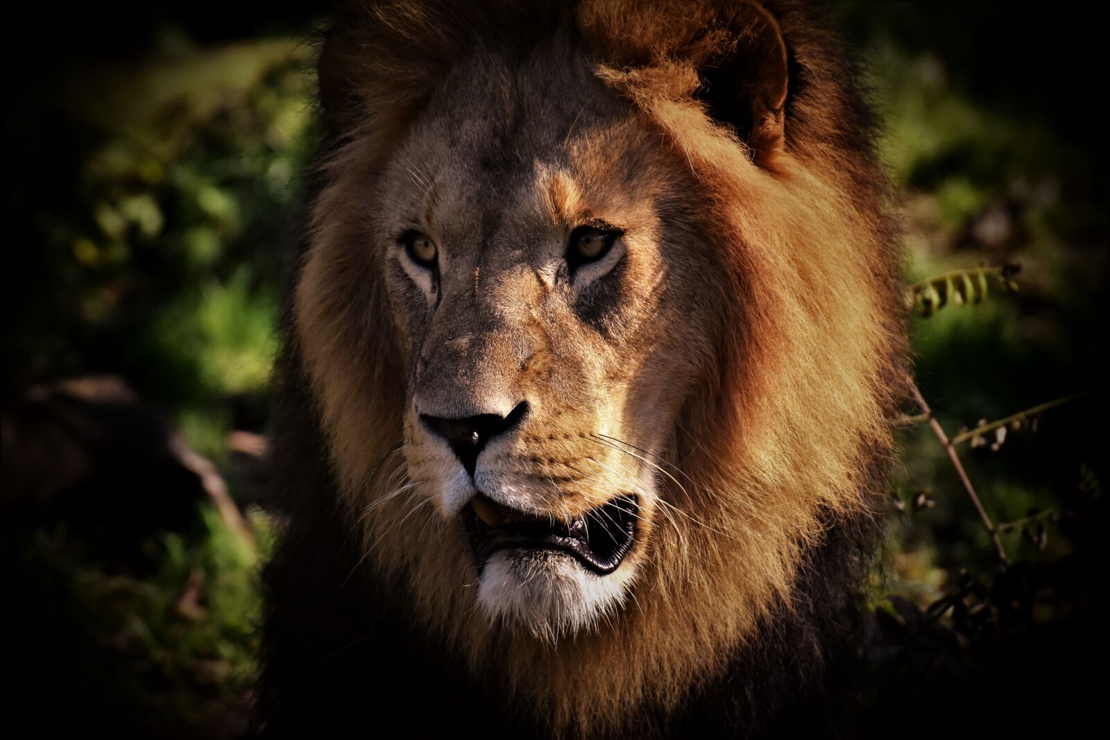Nikon D7200 sample photo. Lion, predator, dangerous photography