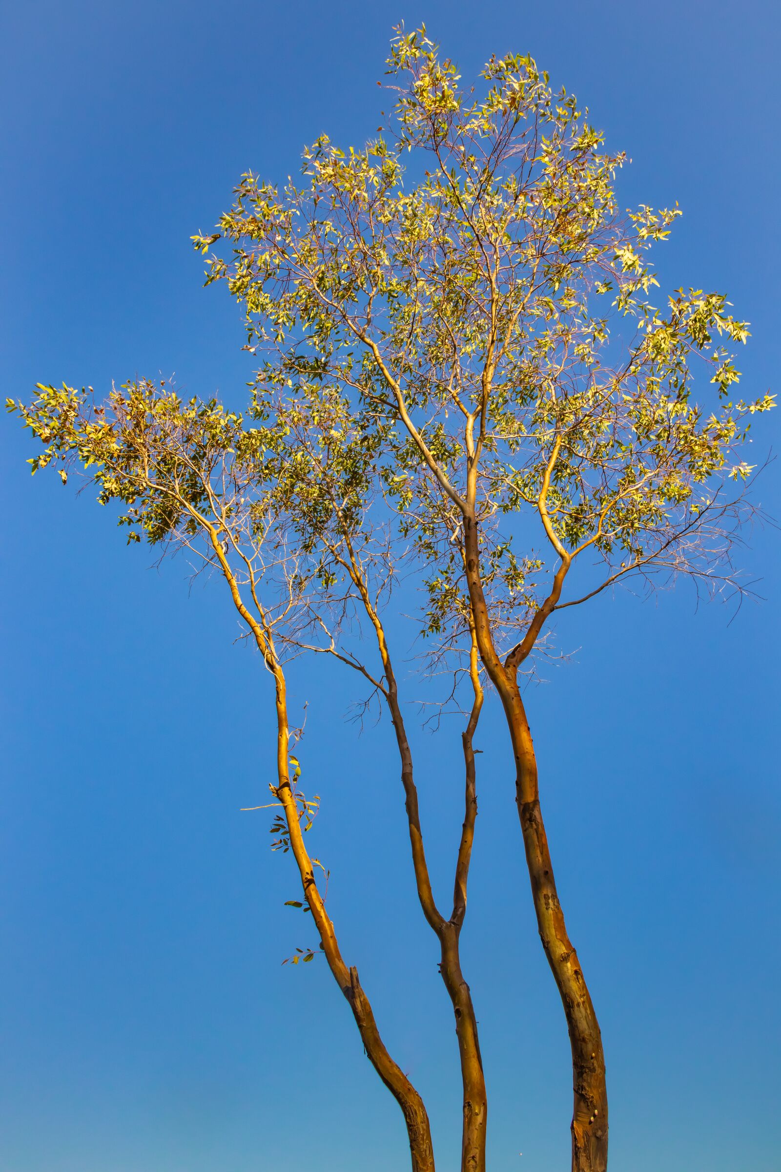 Canon EF-S 18-135mm F3.5-5.6 IS USM sample photo. Tree, blue, sky photography