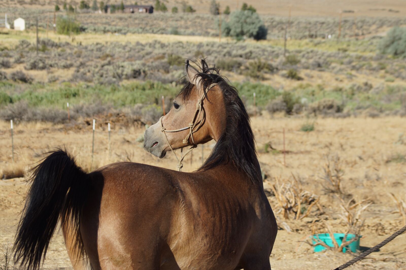 Sony SLT-A77 sample photo. Arabian horse, horse, foal photography
