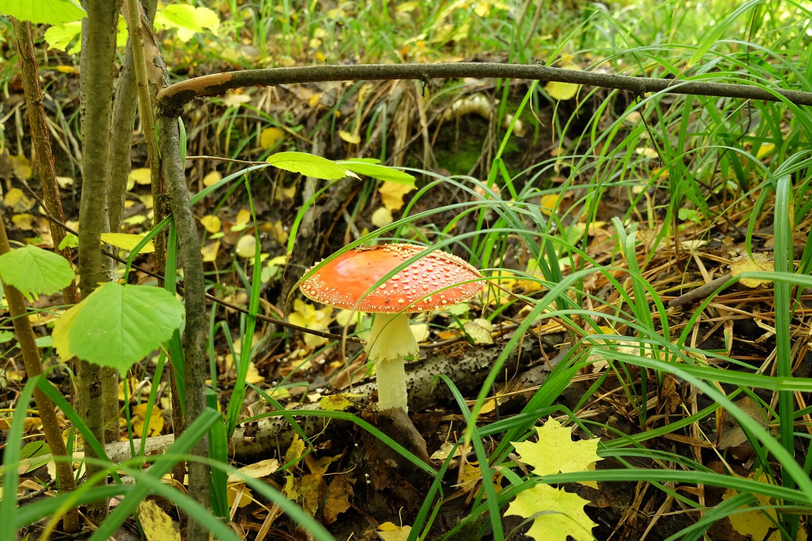 Fujifilm X-A2 sample photo. Nature, forest, mushroom photography