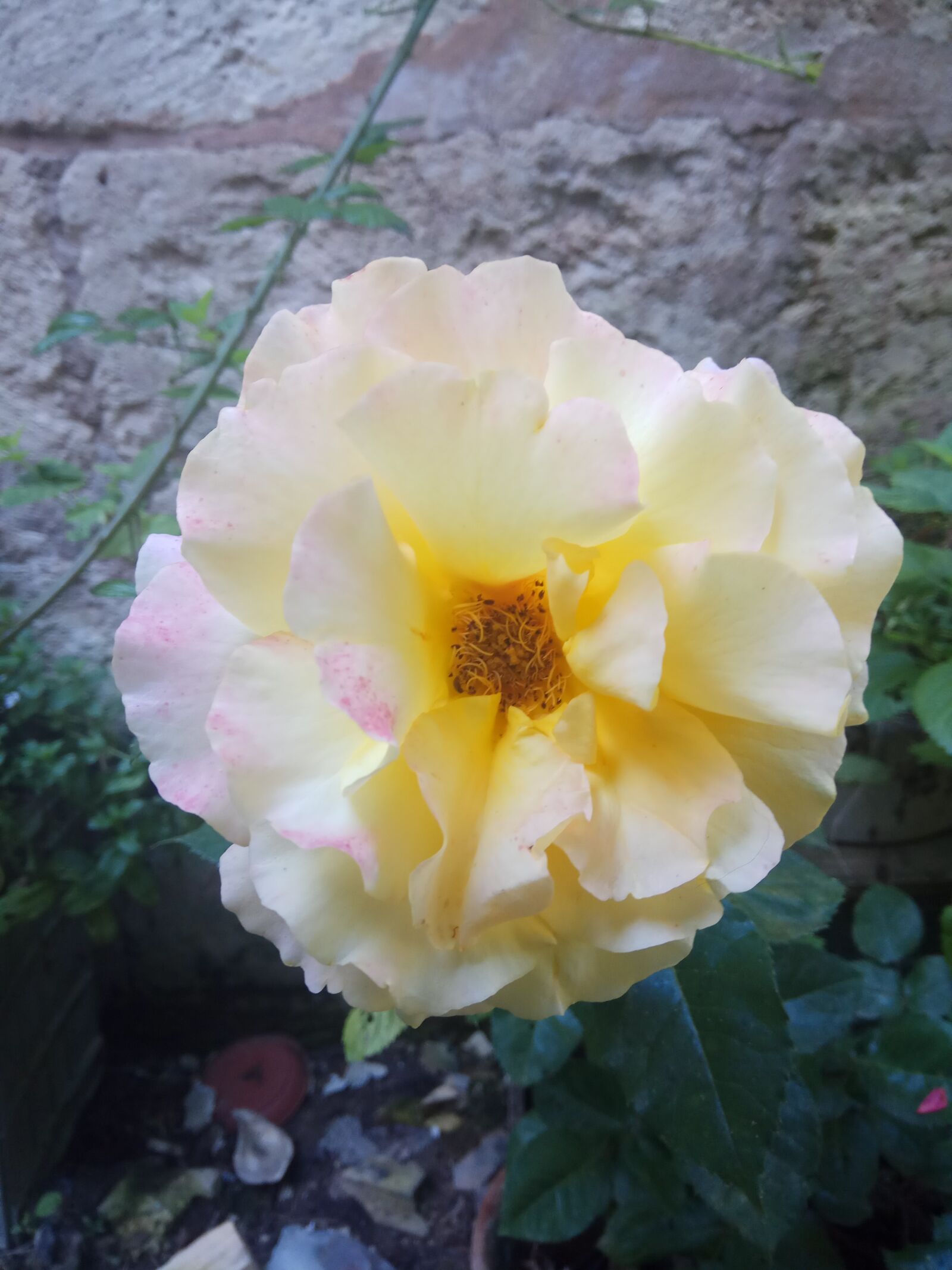 Xiaomi Redmi Note 4 sample photo. Rose, flower, yellow photography