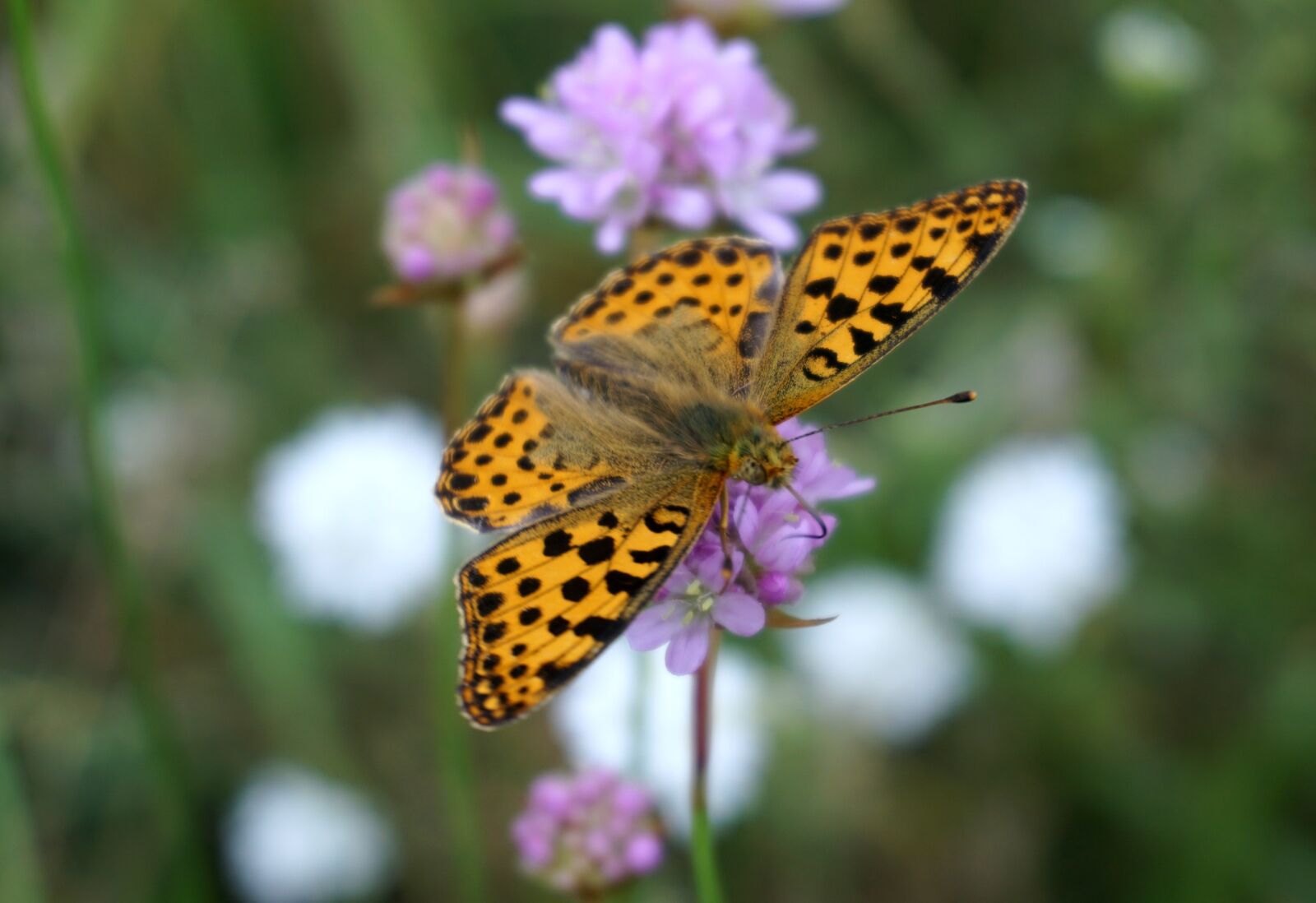 Sony a6000 sample photo. Butterfly, insect, blossom photography