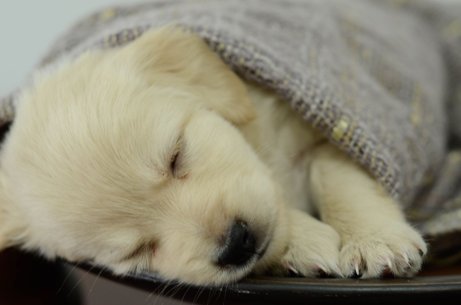 Nikon D7000 sample photo. Pet, animal, dog photography