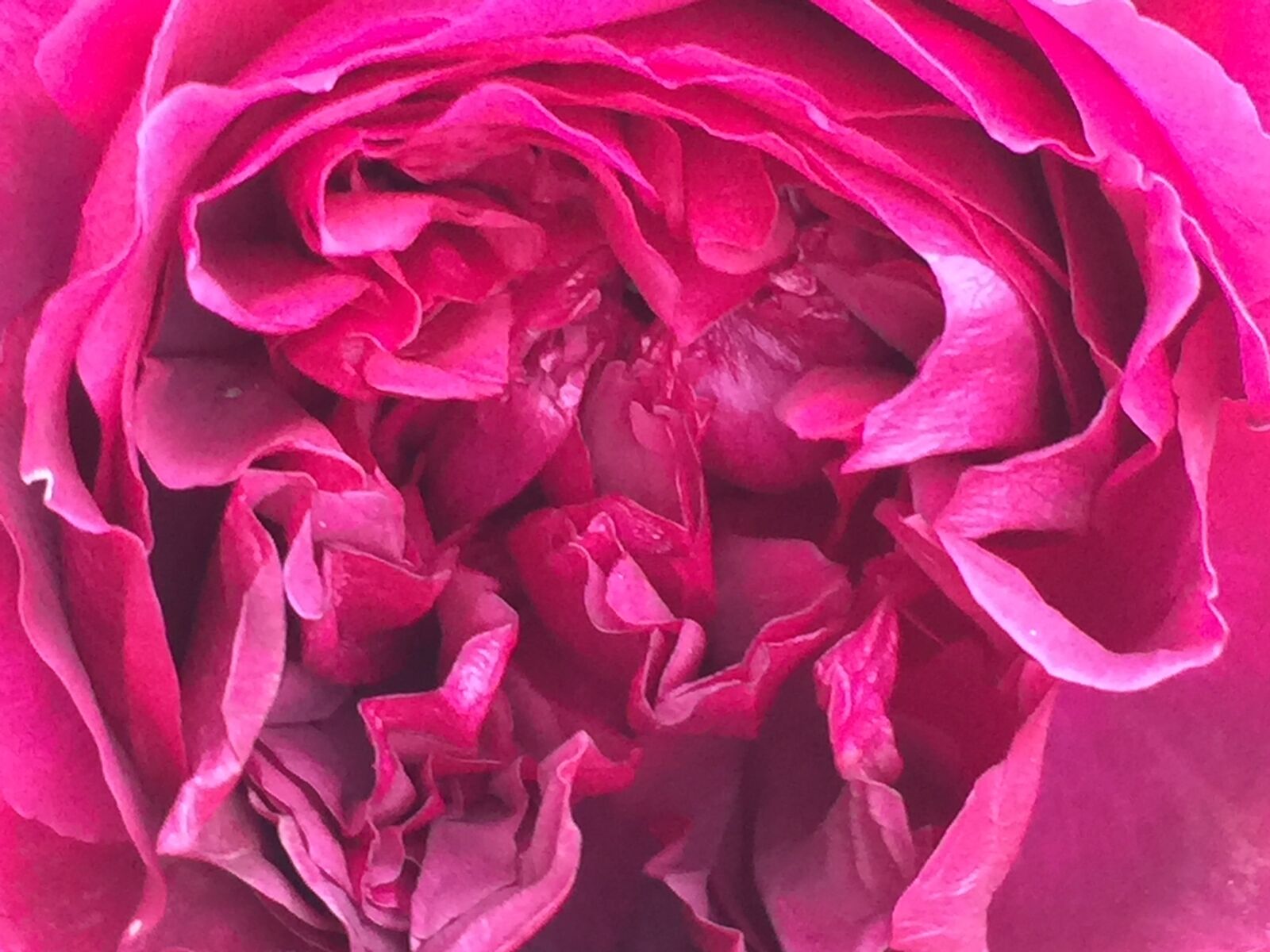 iPhone 6 Plus back camera 4.15mm f/2.2 sample photo. Rose, red, shakespeare photography