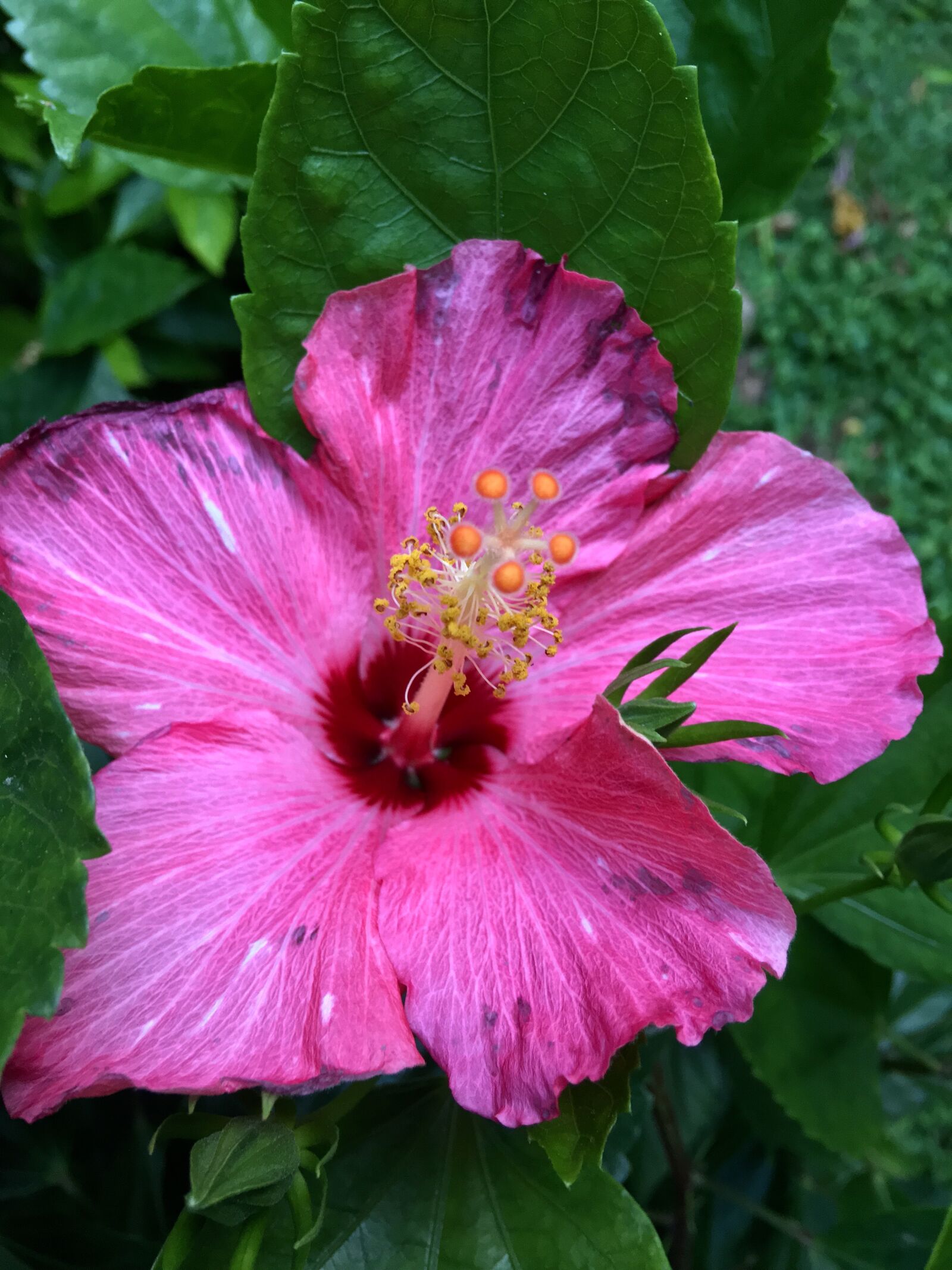 Apple iPhone 6s Plus sample photo. Ibisco pink, pink petals photography