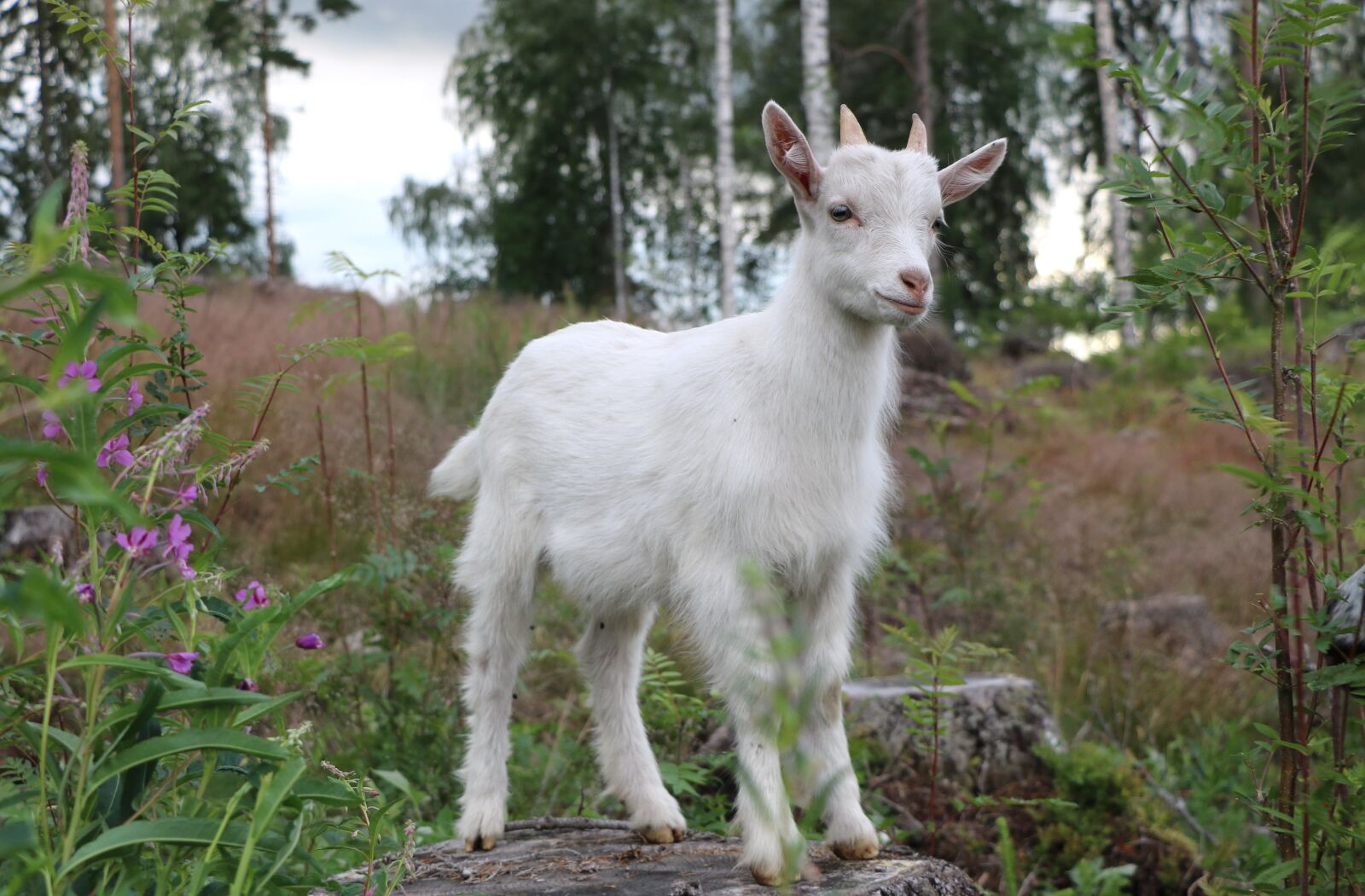 Canon EOS 750D (EOS Rebel T6i / EOS Kiss X8i) sample photo. Goat, kid, mammal photography