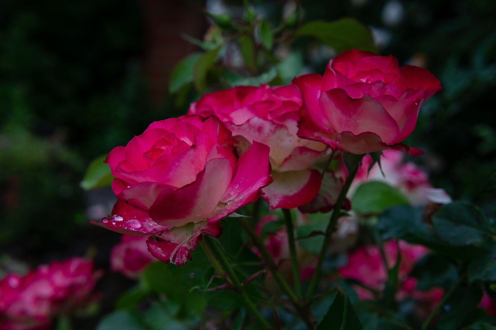 Sony Alpha NEX-3 + Sony E 18-55mm F3.5-5.6 OSS sample photo. Garden, roses, love photography