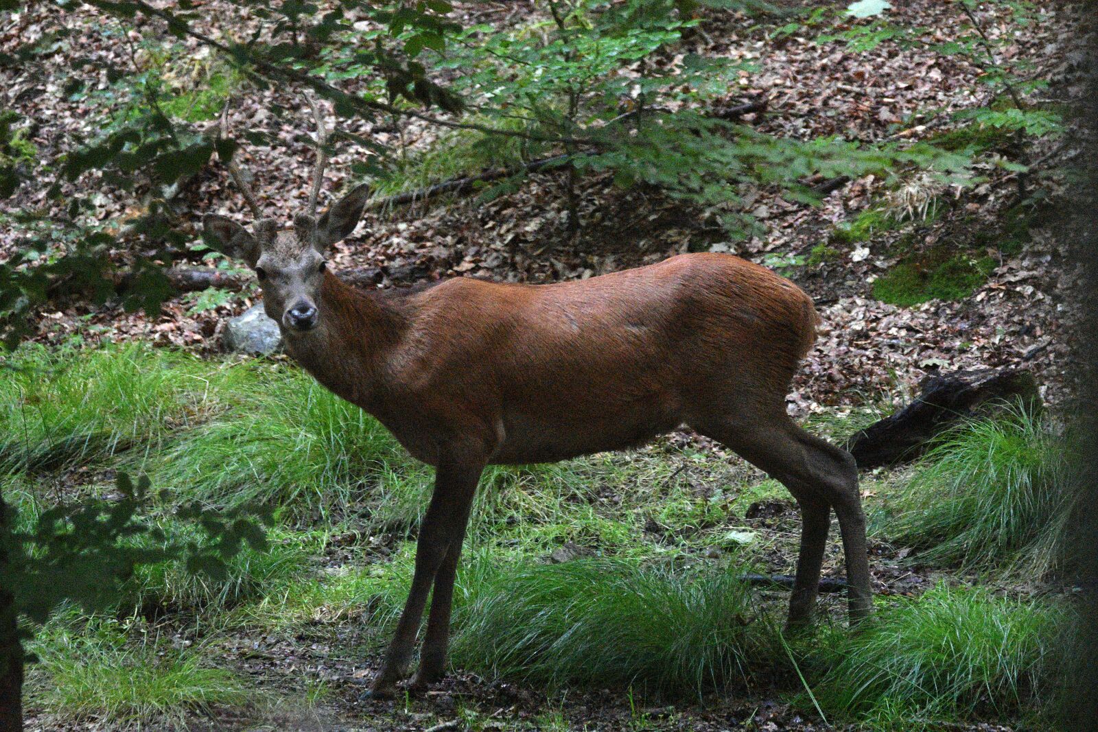 Nikon D3400 sample photo. Red deer, antlers, wild photography