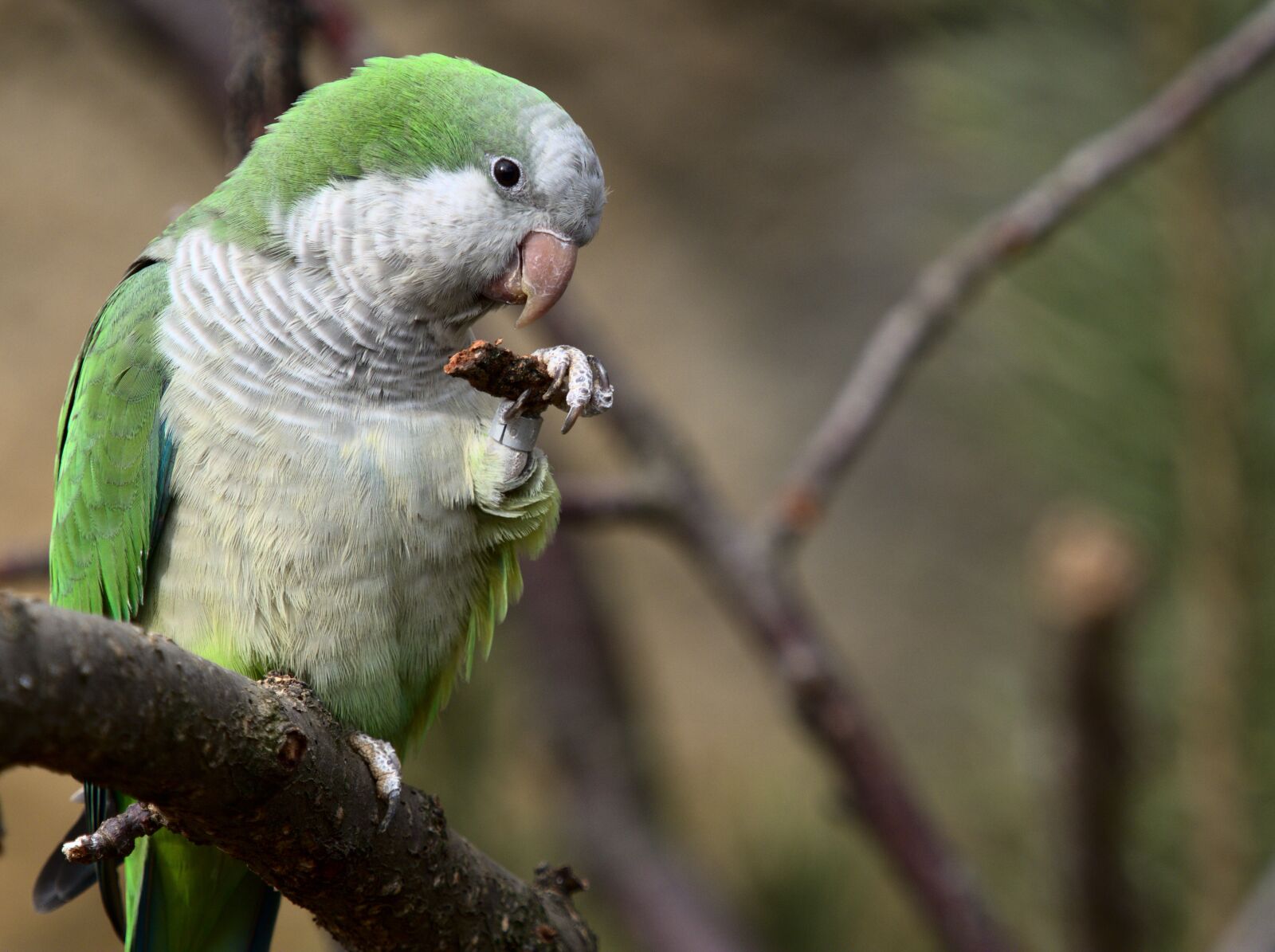 Olympus OM-D E-M1 Mark II sample photo. Bird, parrot, the exotic photography