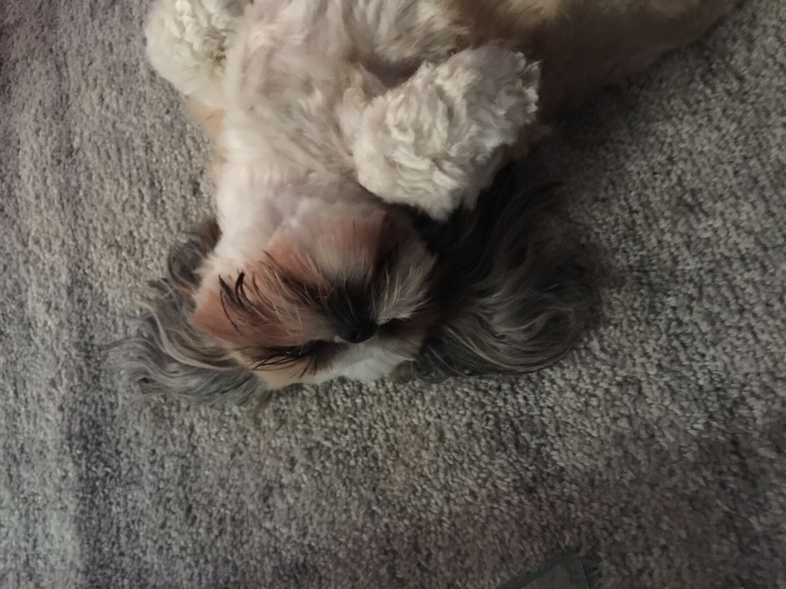 iPhone 6 Plus back camera 4.15mm f/2.2 sample photo. Dog, happy, puppy photography
