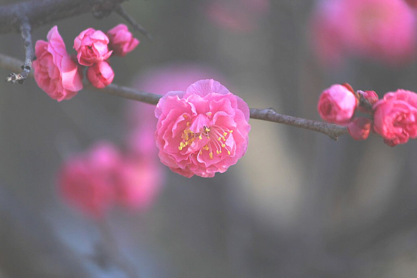Canon EOS 60D sample photo. Plum, flowers, pink photography