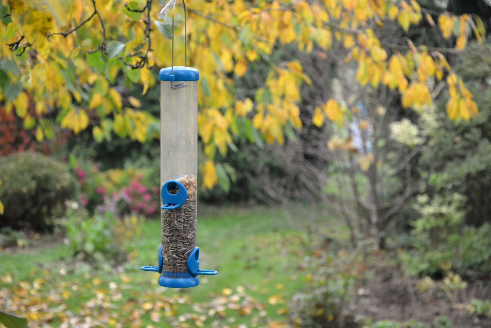 Nikon D5200 sample photo. Bird feeding tray, feeding photography
