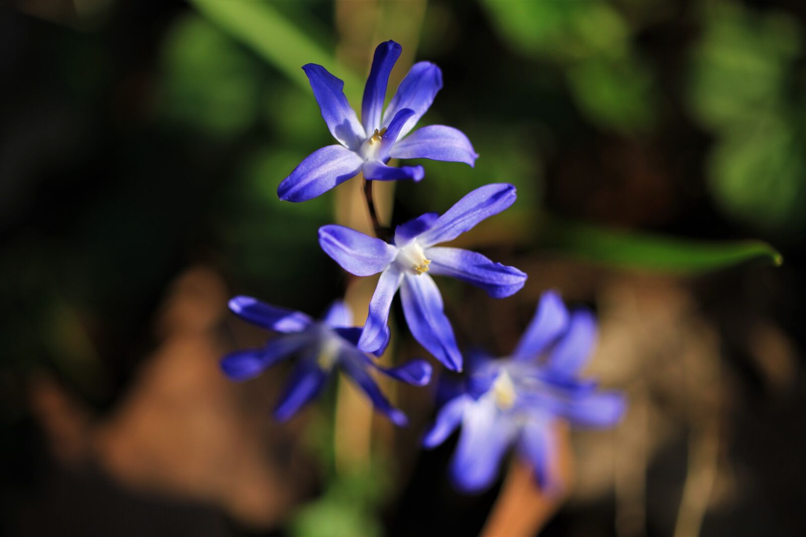 Canon EOS 7D sample photo. Flowers, spring, blue photography