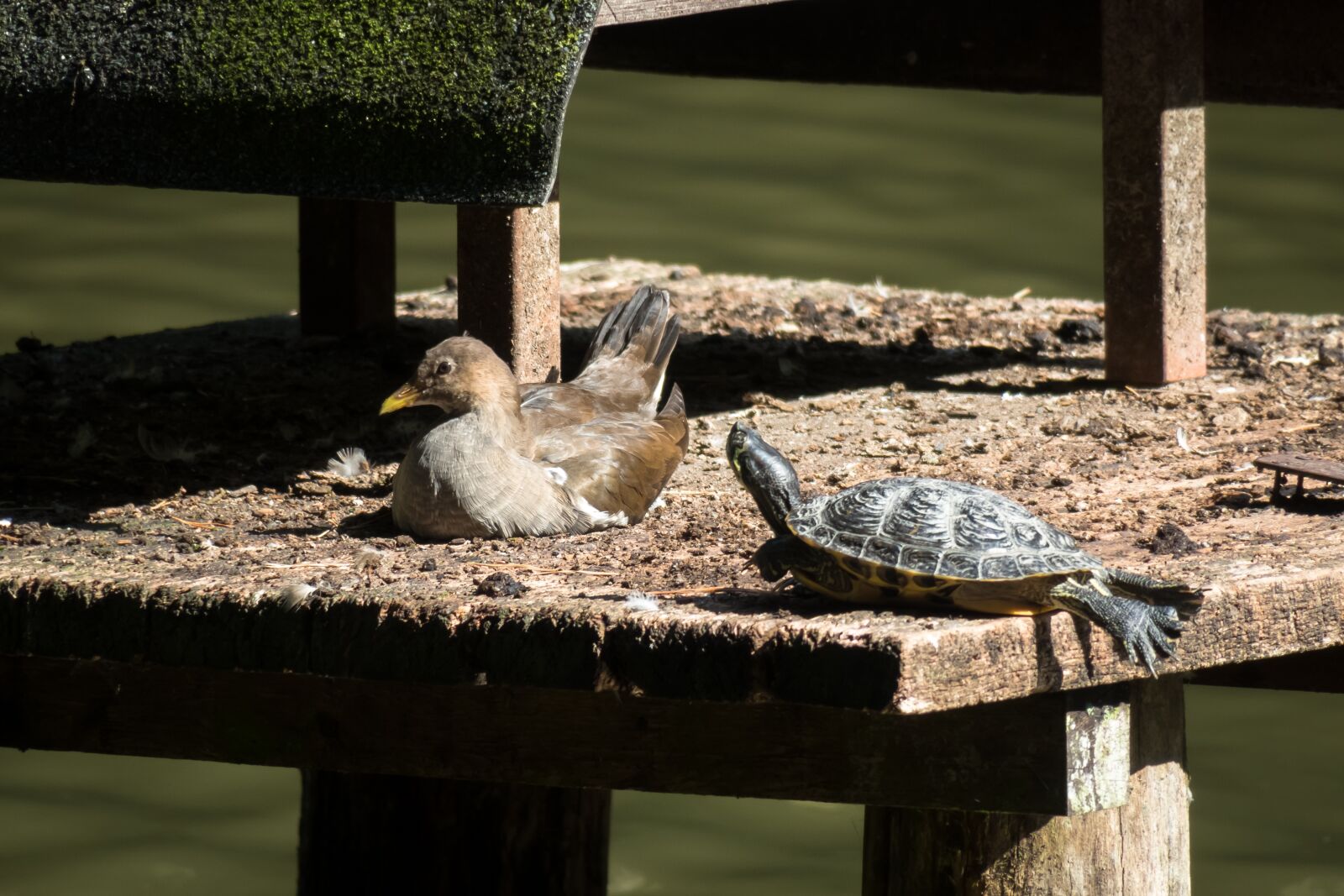 Canon PowerShot G3 X sample photo. Bird, water turtle, turtle photography