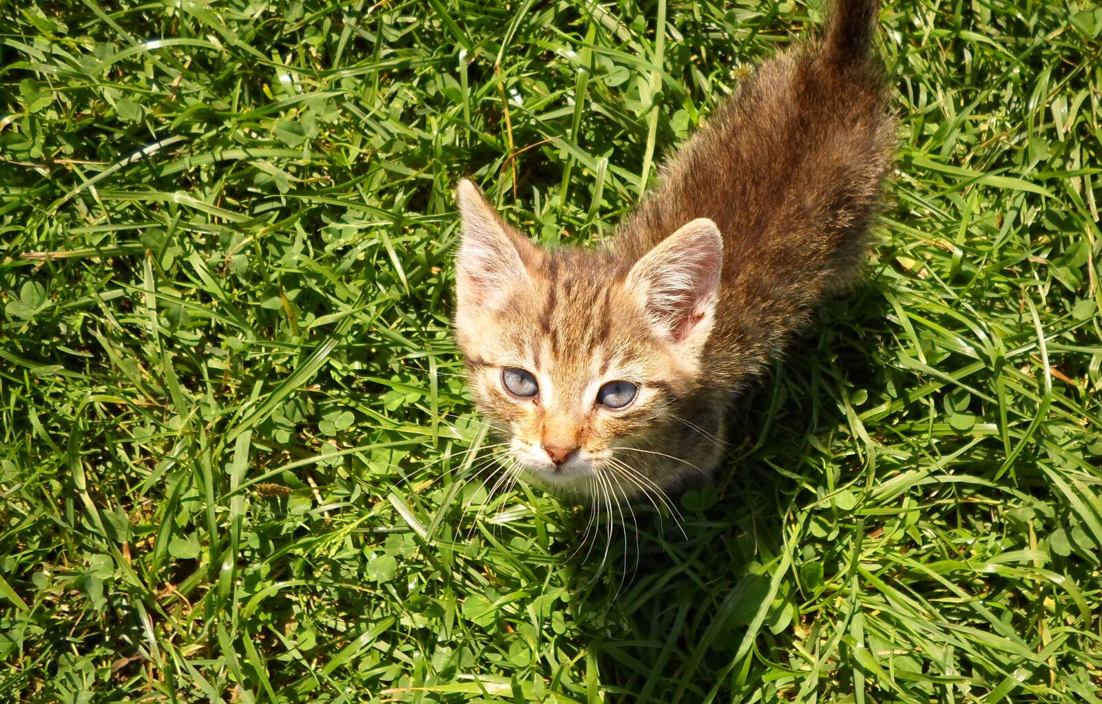 Samsung ES95 sample photo. Kitten, cat, pets photography