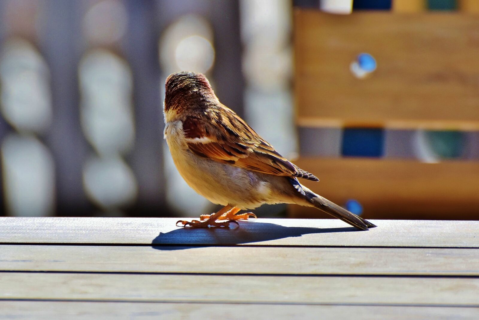 Nikon D7200 sample photo. Sparrow, sperling, bird photography