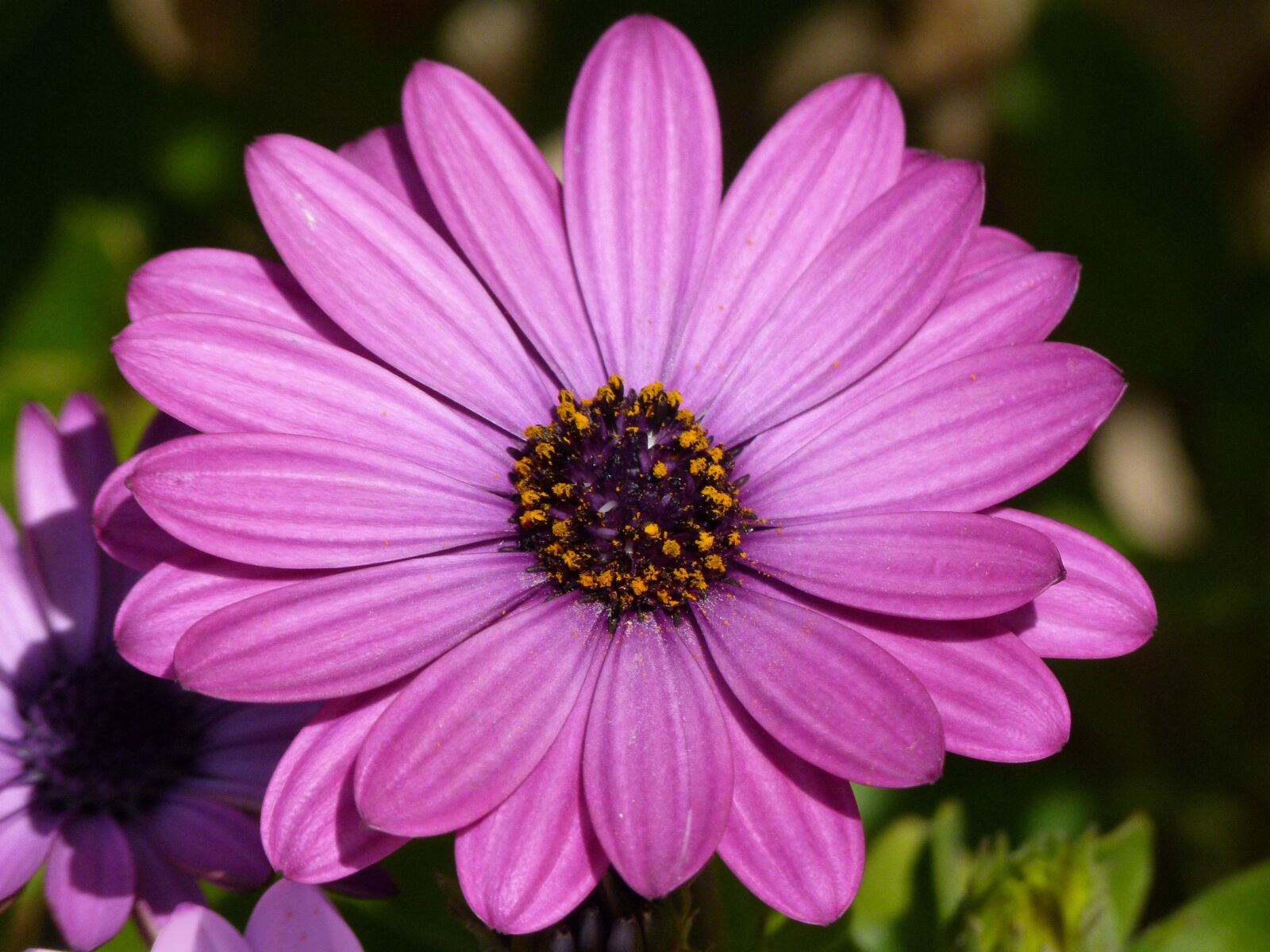 Leica V-Lux 2 sample photo. Flower, daisy, lilac photography