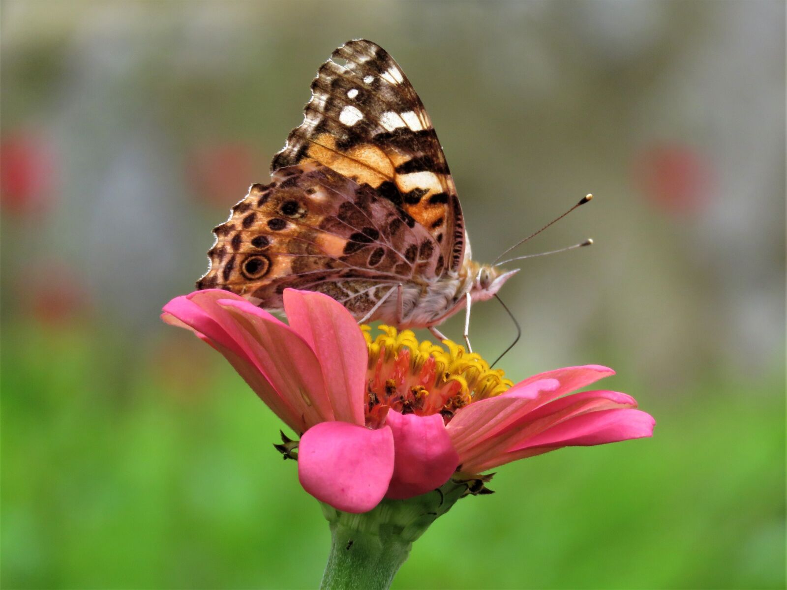 Canon PowerShot SX60 HS sample photo. Butterfly, butterfly on flower photography