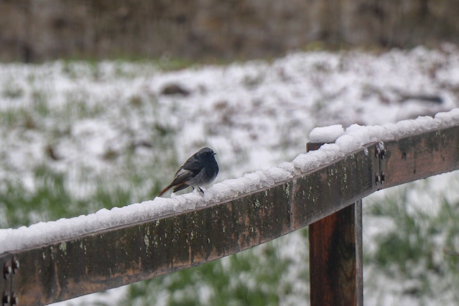 Canon EF-S 18-135mm F3.5-5.6 IS USM sample photo. Bird, wood, nature photography