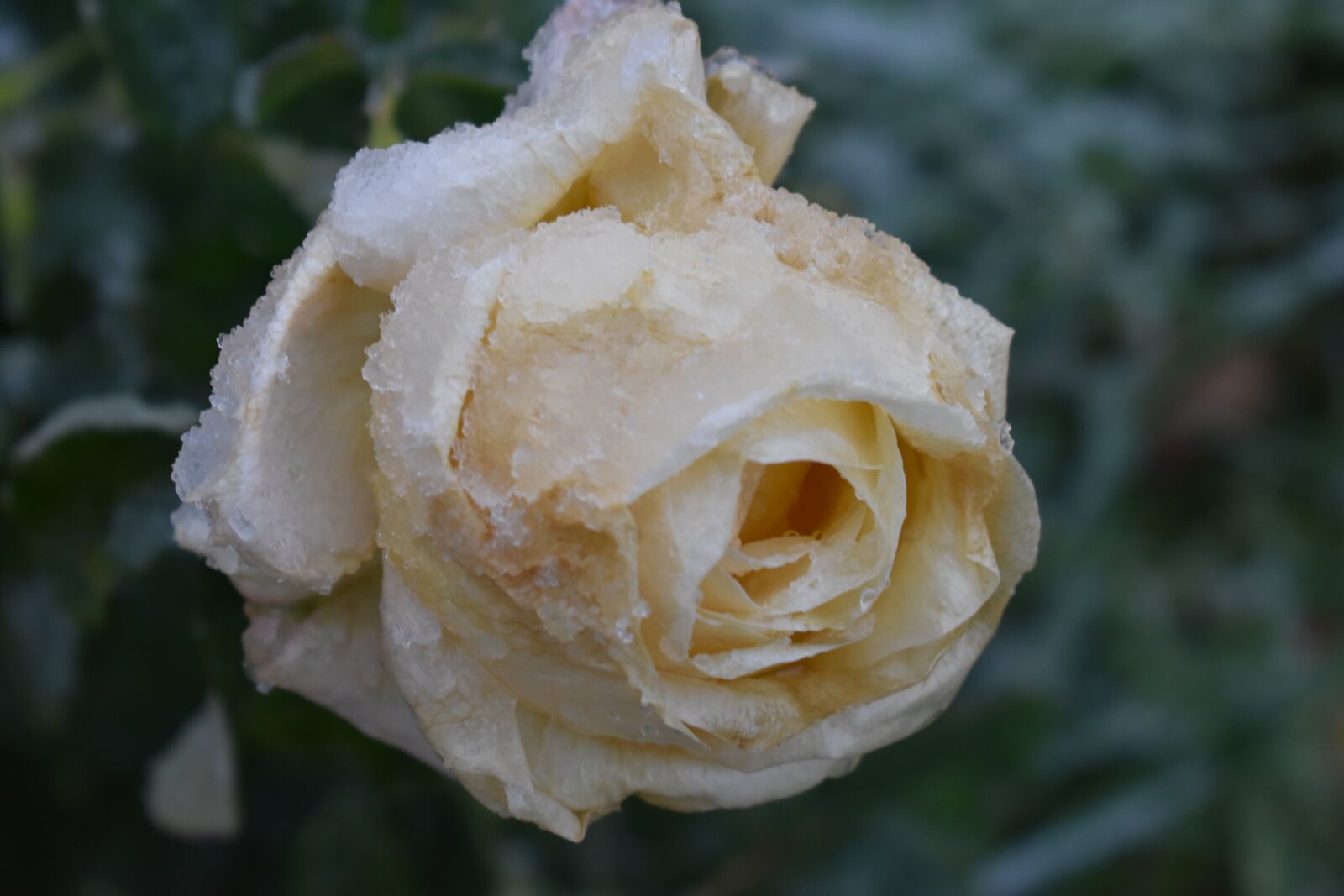 Nikon D3400 sample photo. Rose, cream, snow photography