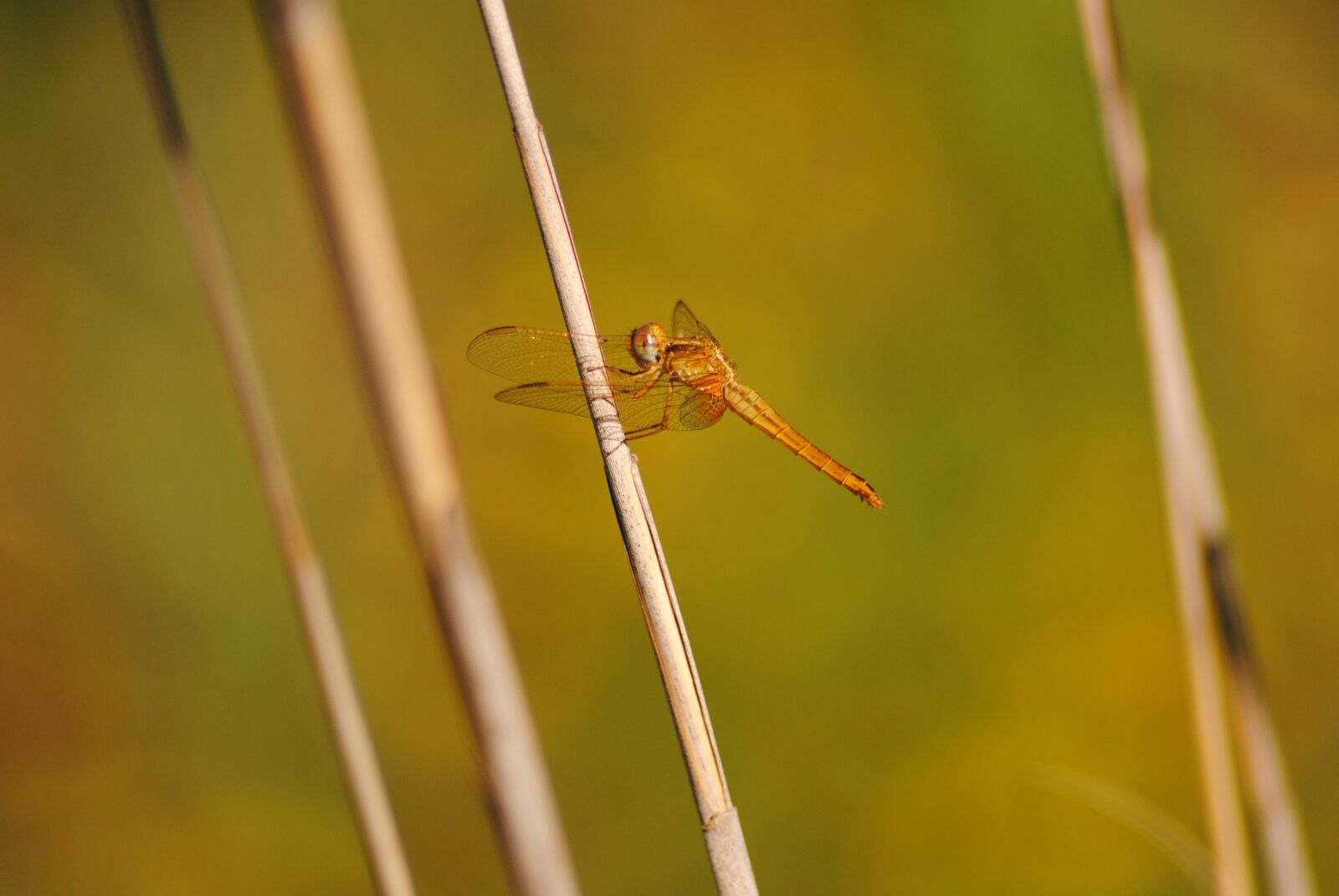 Nikon D3000 sample photo. Nature, animalia, insect photography