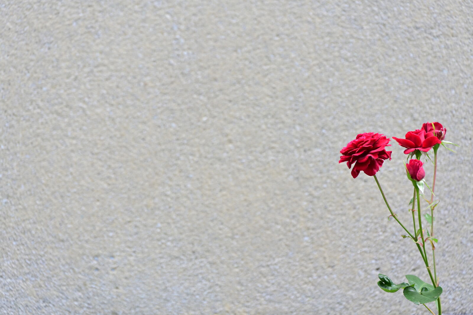 Nikon Nikkor Z 24-200mm F4-6.3 VR sample photo. Roses by the wall photography