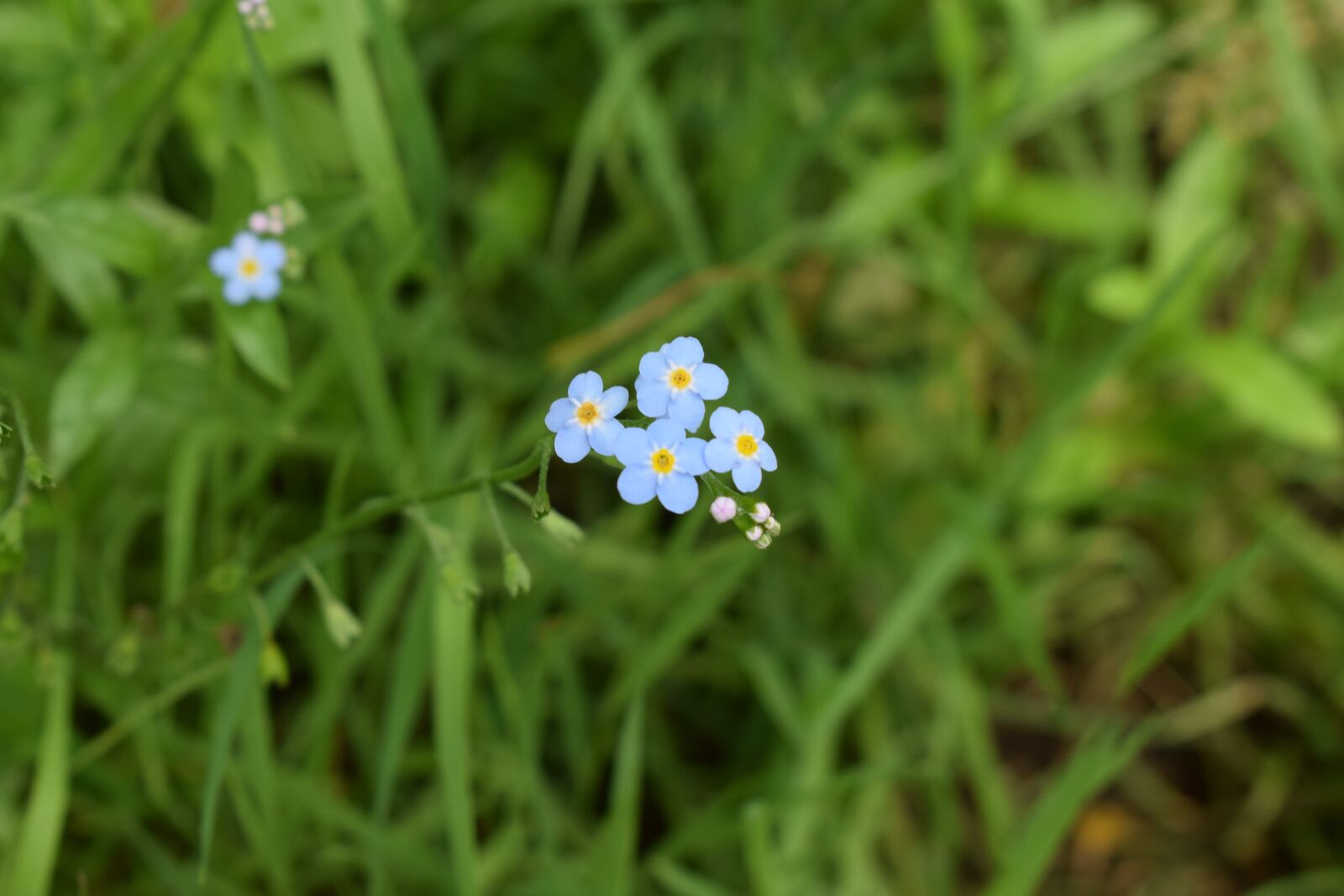 Nikon D3300 sample photo. Blue, wildflower, micro photography