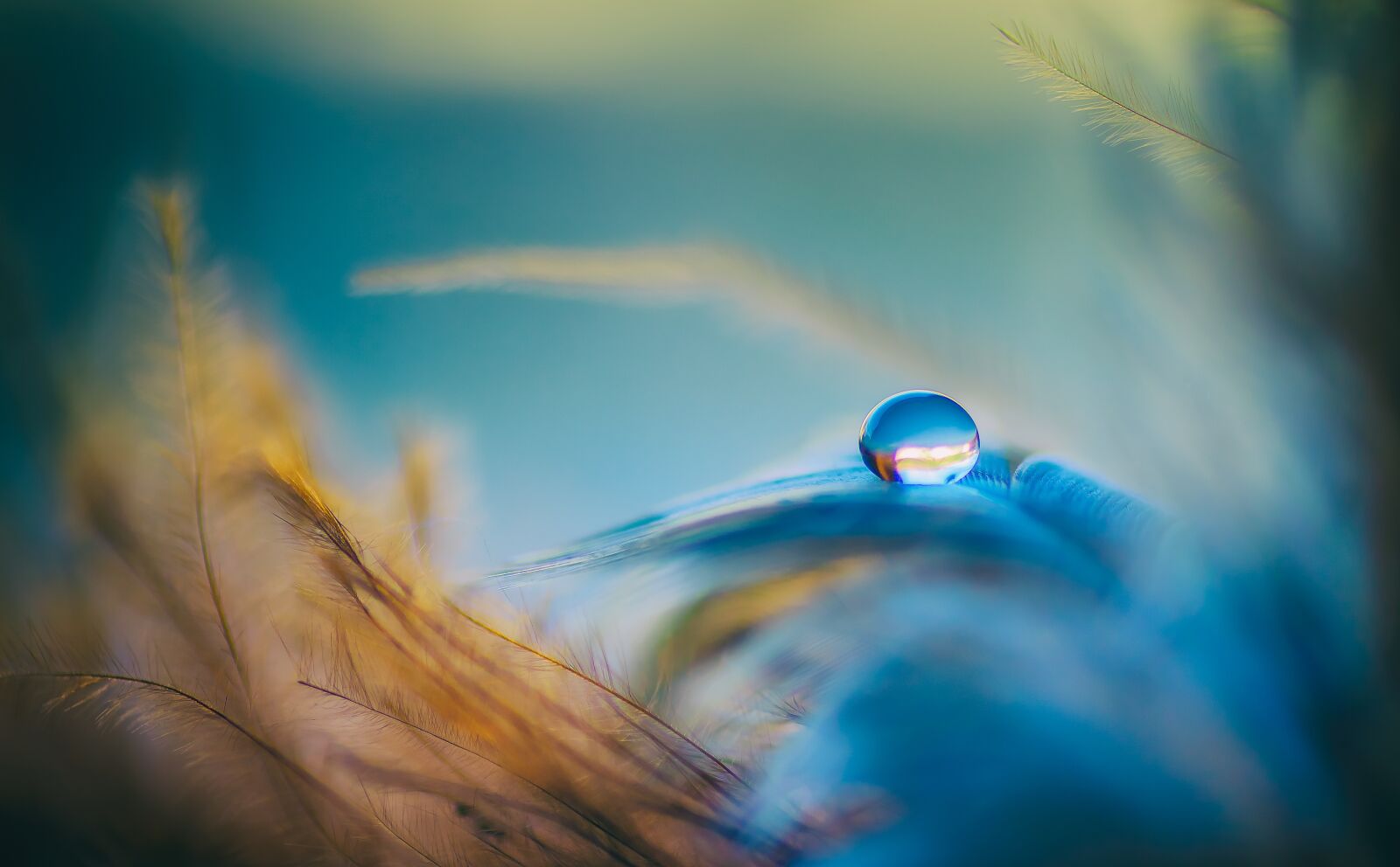 Nikon D7000 sample photo. Droplet, feathers, blue photography