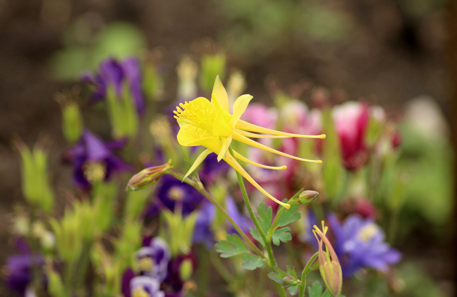 Canon EOS 1200D (EOS Rebel T5 / EOS Kiss X70 / EOS Hi) sample photo. Orlik, spring, flower photography