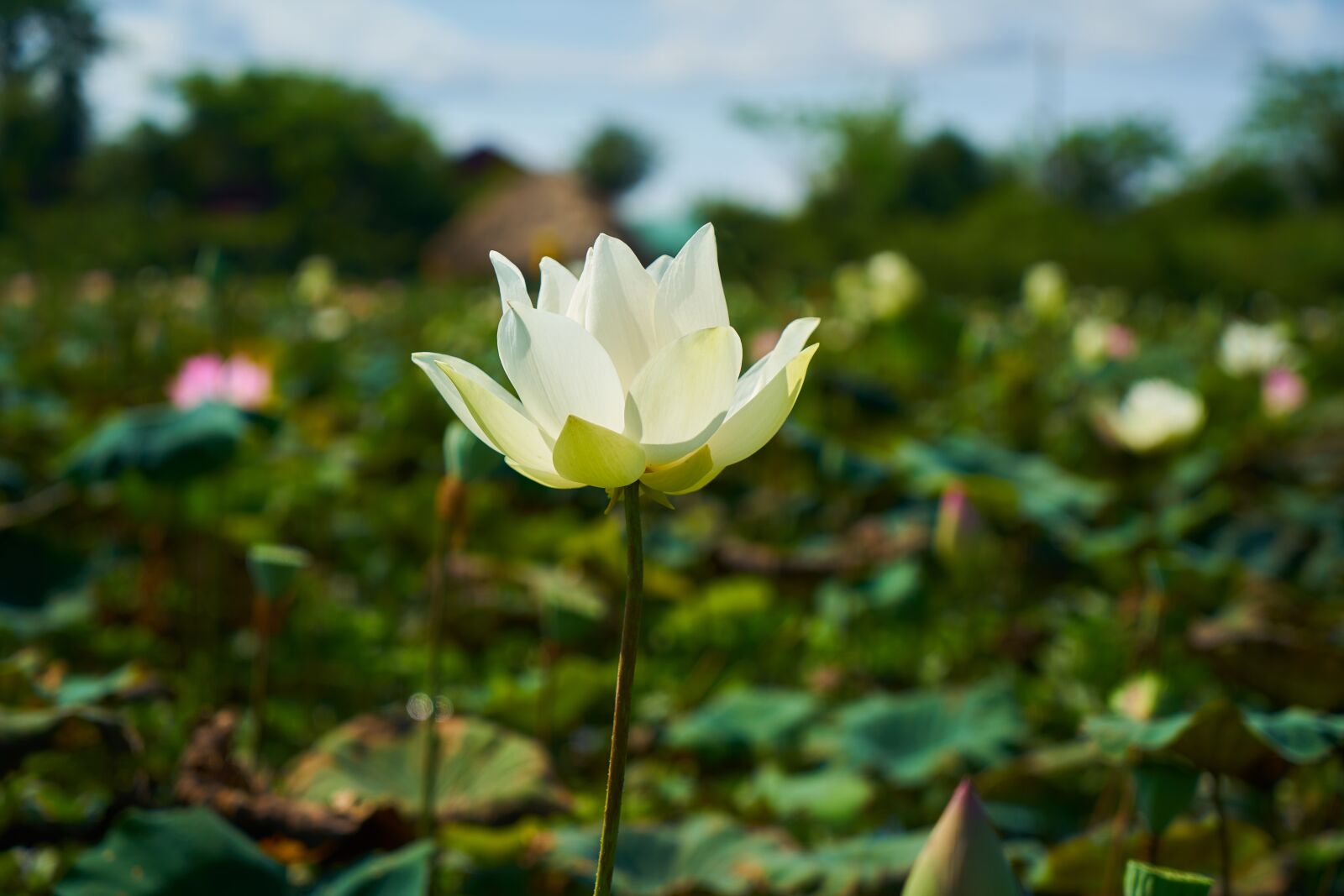 Sony a7R II sample photo. Lotus, flower, leaves photography