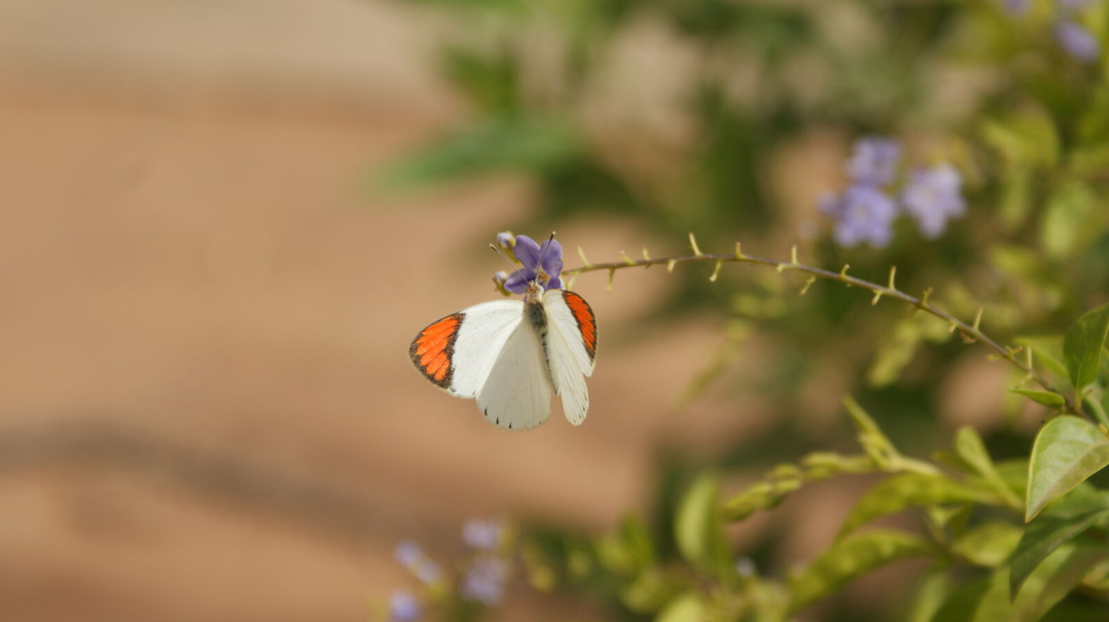 Sony Alpha DSLR-A350 sample photo. Beautiful, flowers, butterfly, green photography