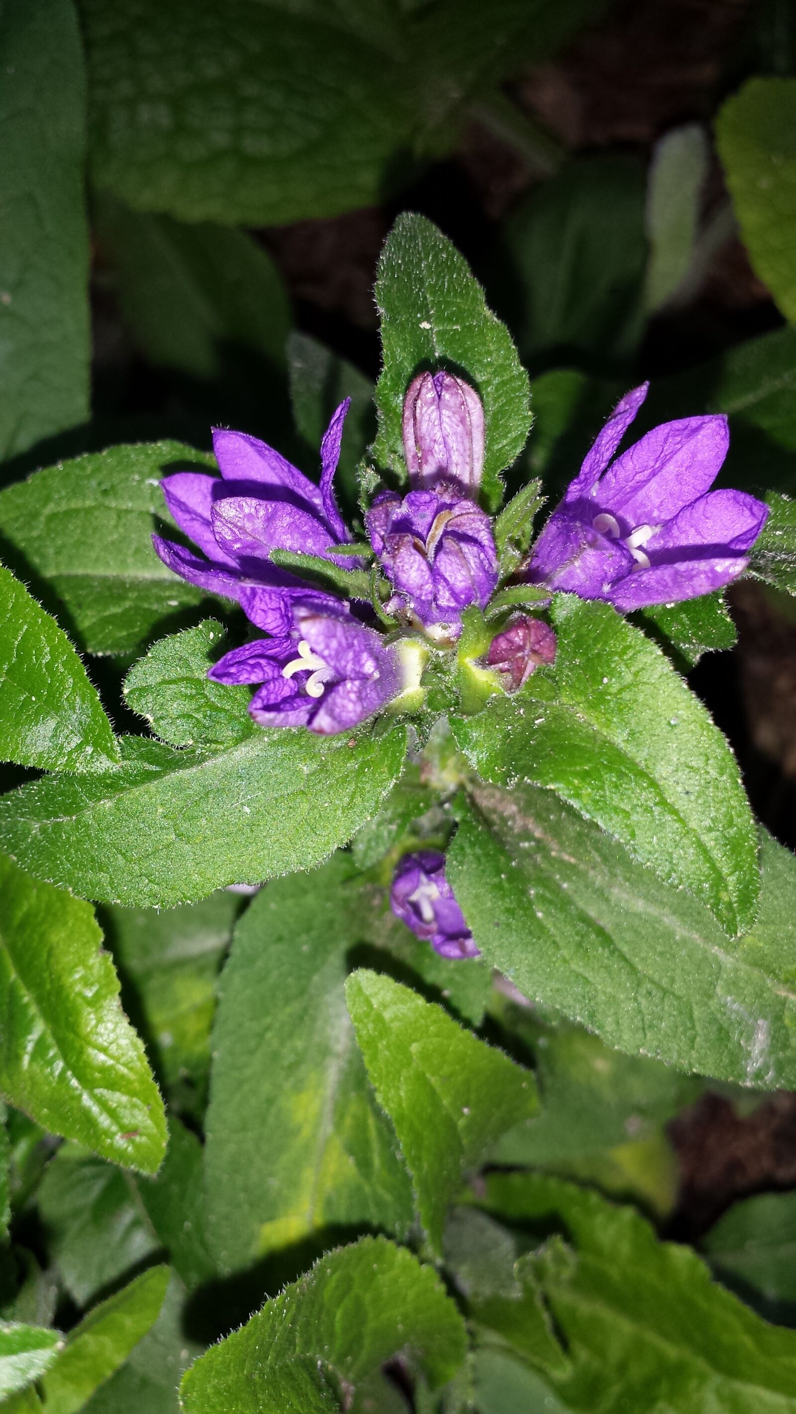 Samsung Galaxy S4 sample photo. Bells flower, flowers, blue photography