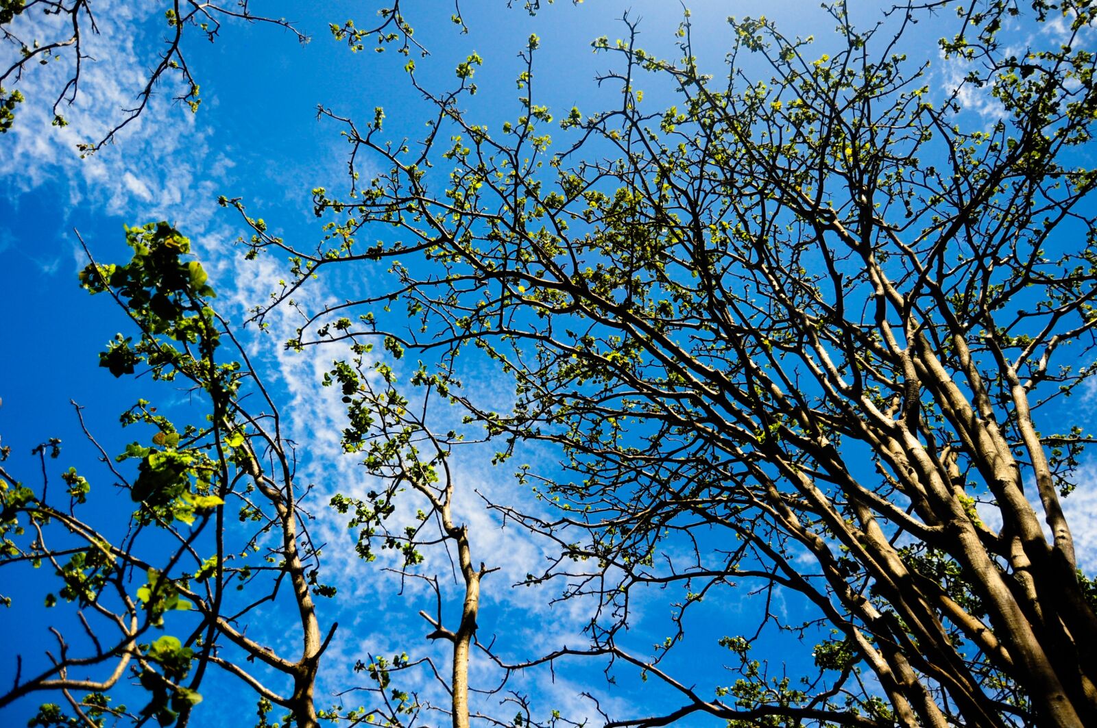 Nikon D5000 sample photo. Fernando, of, noronha photography