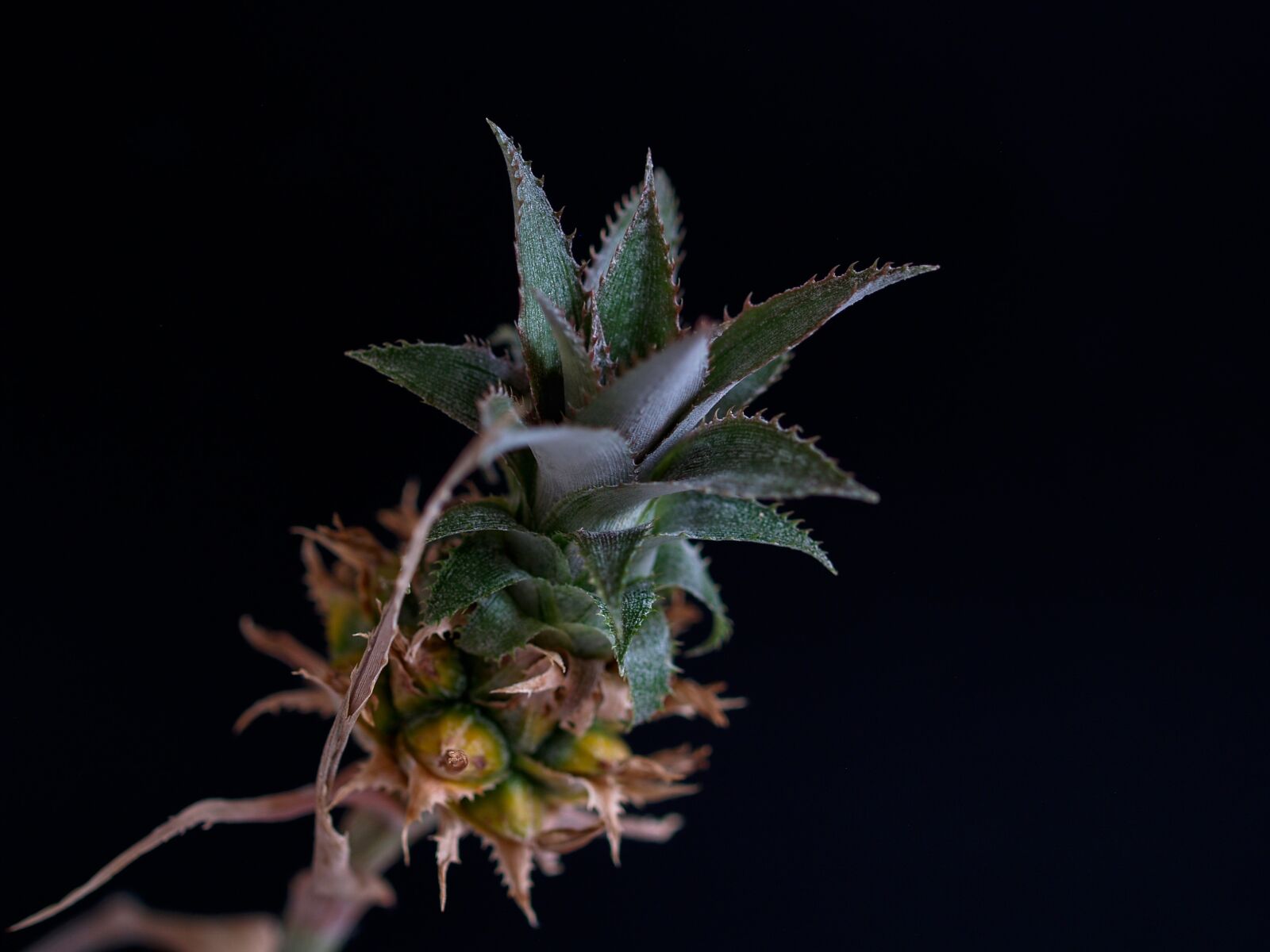 Olympus E-500 (EVOLT E-500) sample photo. Pineapple, plant, tropical photography