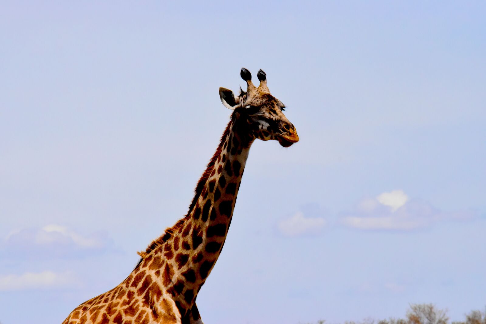 Nikon D5500 sample photo. Wildlife, africa, tanzania photography