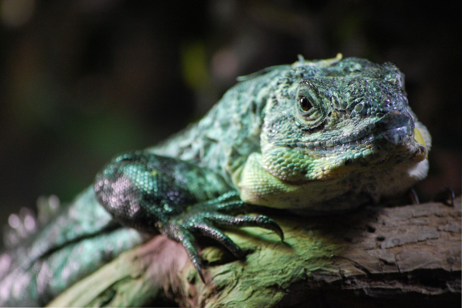 Nikon D40 sample photo. Lizard, jungle, animal photography