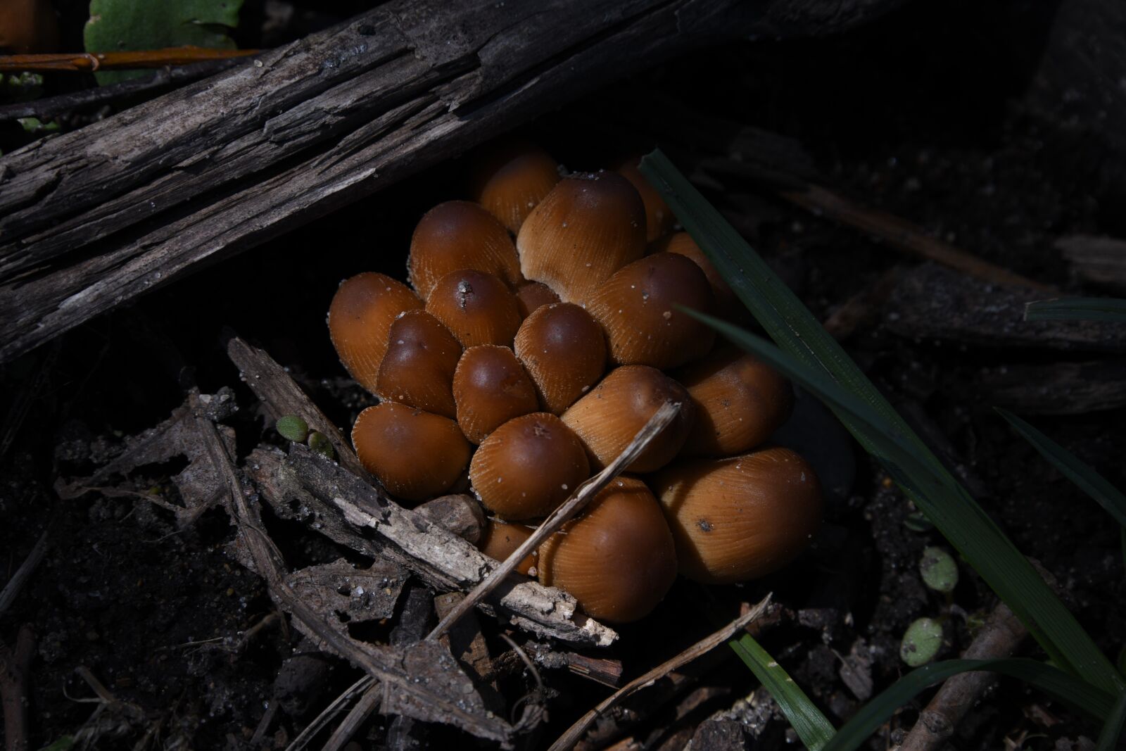 Nikon D850 sample photo. Mushrooms, fungi, wonder photography